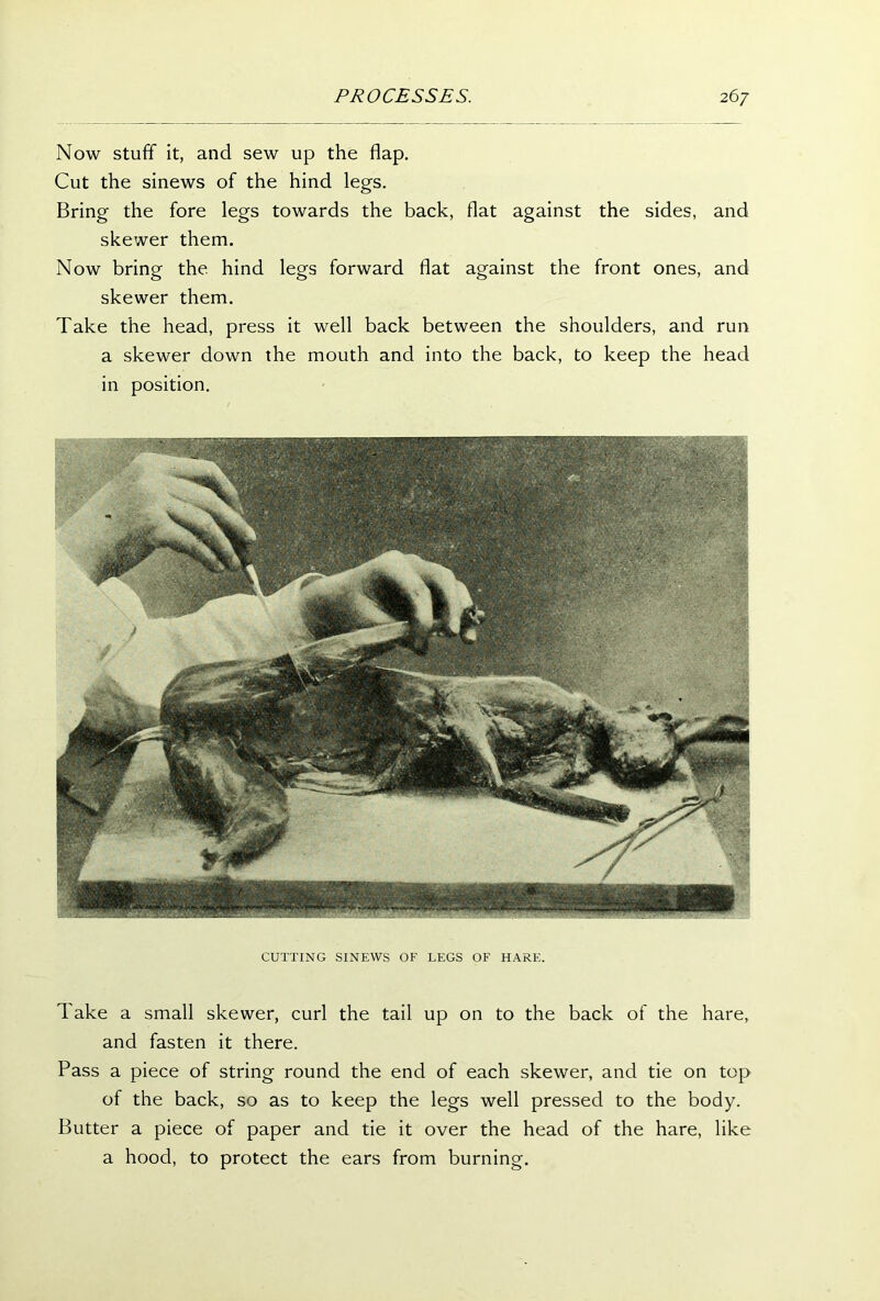 Now stuff it, and sew up the flap. Cut the sinews of the hind legs. Bring the fore legs towards the back, flat against the sides, and skewer them. Now bring the hind legs forward flat against the front ones, and skewer them. Take the head, press it well back between the shoulders, and run a skewer down the mouth and into the back, to keep the head in position. CUTTING SINEWS OF LEGS OF HARE. Take a small skewer, curl the tail up on to the back of the hare, and fasten it there. Pass a piece of string round the end of each skewer, and tie on top of the back, so as to keep the legs well pressed to the body. Butter a piece of paper and tie it over the head of the hare, like a hood, to protect the ears from burning.