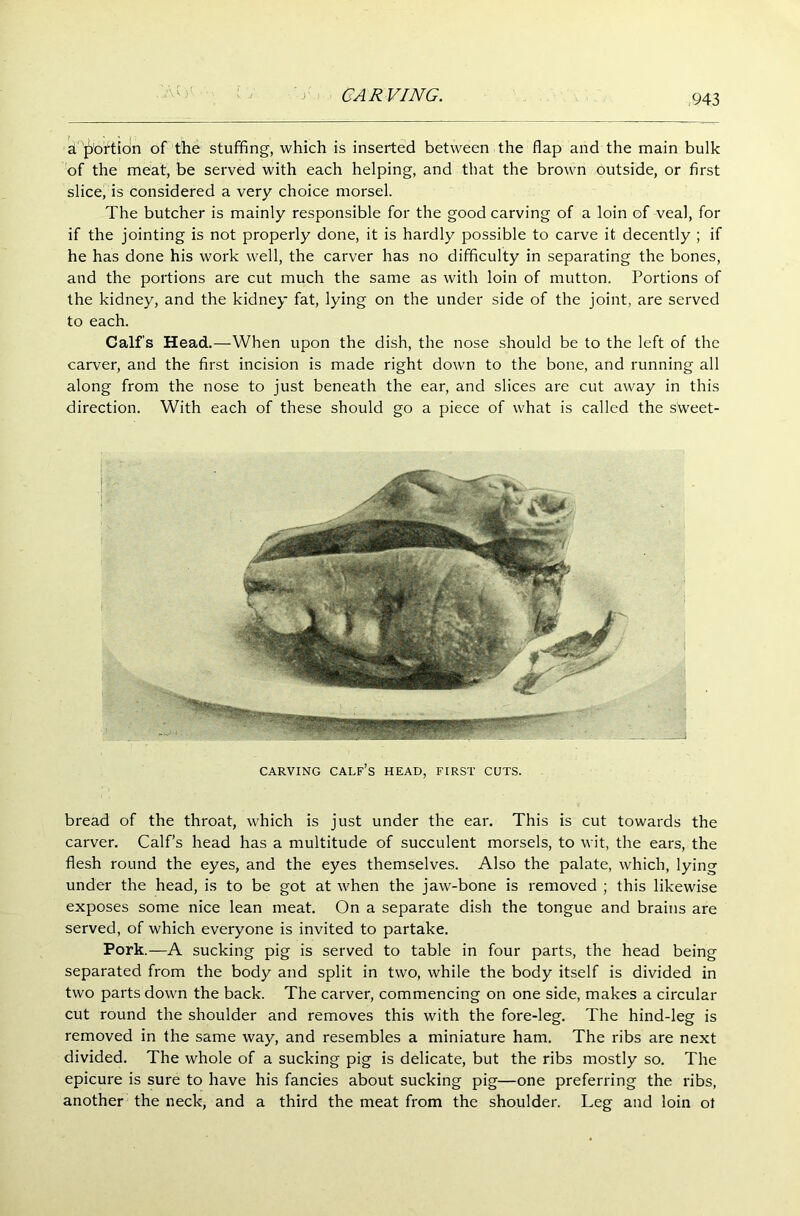 a portion of the stuffing, which is inserted between the flap and the main bulk of the meat, be served with each helping, and that the brown outside, or first slice, is considered a very choice morsel. The butcher is mainly responsible for the good carving of a loin of veal, for if the jointing is not properly done, it is hardly possible to carve it decently ; if he has done his work well, the carver has no difficulty in separating the bones, and the portions are cut much the same as with loin of mutton. Portions of the kidney, and the kidney fat, lying on the under side of the joint, are served to each. Calf's Head.—When upon the dish, the nose should be to the left of the carver, and the first incision is made right down to the bone, and running all along from the nose to just beneath the ear, and slices are cut away in this direction. With each of these should go a piece of what is called the sweet- CARVING CALF’S HEAD, FIRST CUTS. bread of the throat, which is just under the ear. This is cut towards the carver. Calf’s head has a multitude of succulent morsels, to wit, the ears, the flesh round the eyes, and the eyes themselves. Also the palate, which, lying under the head, is to be got at when the jaw-bone is removed ; this likewise exposes some nice lean meat. On a separate dish the tongue and brains are served, of which everyone is invited to partake. Pork.—A sucking pig is served to table in four parts, the head being separated from the body and split in two, while the body itself is divided in two parts down the back. The carver, commencing on one side, makes a circular cut round the shoulder and removes this with the fore-leg. The hind-leg is removed in the same way, and resembles a miniature ham. The ribs are next divided. The whole of a sucking pig is delicate, but the ribs mostly so. The epicure is sure to have his fancies about sucking pig—one preferring the ribs, another the neck, and a third the meat from the shoulder. Leg and loin ot