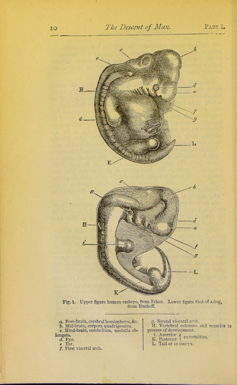 Fig. 1. Upper figure human embryo, from Ecker. Lower figure that of a dog, from Bischoff. a. Pore-brain, cerebral hemispheres, &c. 6. Mid-brain, corpora quadrigemina. c. Hind-brain, cerebellum, medulla ob- longata. d. Eye. « Ear. f. First visceral arch. p. Second visceral arch. H. Vertebral columns and muscles in process of development. i. Anterior 7 . ... K. Posterior \ extremes. L. Tail or os coccyx.