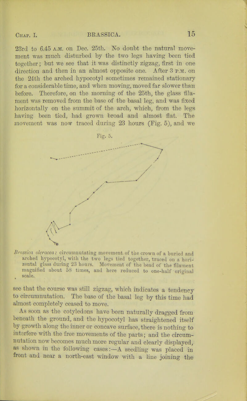 23rcl to 6.45 a.m. on Dec. 25tli. No doubt the natural move- ment was much disturbed by the two legs having been tied together; but we see that it was distinctly zigzag, first in one direction and then in an almost opposite one. After 3 p.m. on the 24th the arched hypocotyl sometimes remained stationary for a considerable time, and when moving, moved far slower than before. Therefore, on the morning of the 25th, the glass fila- ment was removed from the base of the basal leg, and was fixed horizontally on the summit of the arch, wliich, from the legs having been tied, had grown broad and almost flat. The movement was now traced during 23 hours (Fig. 5), and we Fig. 5. Brassica oleracea: circumnutating movement of the crown of a buried and arched hypocotyl, with the two legs tied together, traced on a hori- zontal glass during 23 hours. Movement of the bead of the filament magnified about 58 times, and here reduced to one-half orio-inal scale. ° • see that the course was still zigzag, which indicates a tendency to circumnutation. The base of the basal leg by this time had almost completely ceased to move. As soon as the cotyledons have been naturally dragged from beneath the ground, and the hyi^ocotyl has straightened itself by growth along the inner or concave surface, there is nothing to intorfere with the free movements of the parts; and the circum- nutation now becomes much more regular and clearly displayed, as shown in the following cases:—A seedling was placed in front and near a north-east window with a line joining the