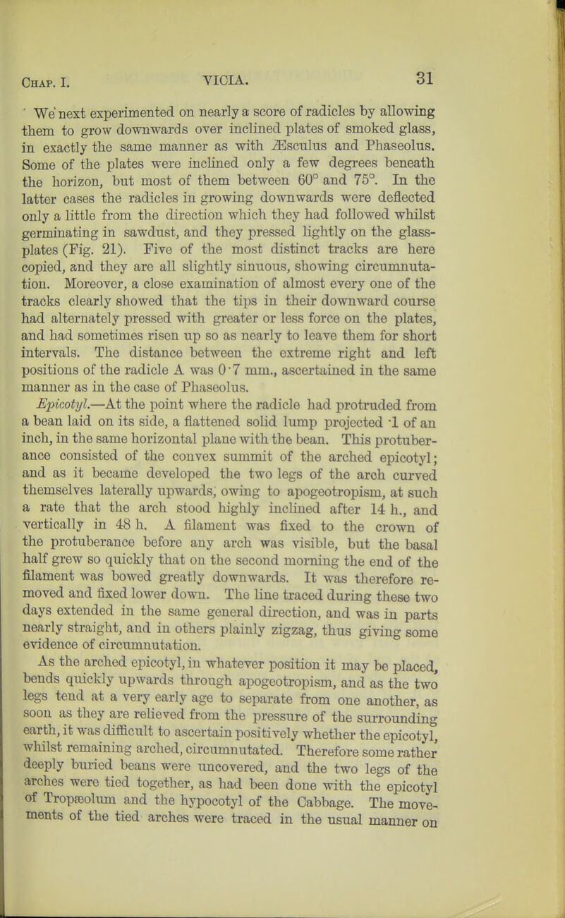 ■ We next experimented on nearly a score of radicles by allowing them to grow downwards over inclined plates of smoked glass, in exactly the same manner as with iEsculus and Phaseolus. Some of the plates were inclined only a few degrees beneath the horizon, but most of them between 60° and 75°. In the latter cases the radicles in growing downwards were deflected only a little from the direction which they had followed whilst germinating in sawdust, and they pressed lightly on the glass- plates (Fig. 21). Five of the most distinct tracks are here copied, and they are all slightly sinuous, showing circumnuta- tion. Moreover, a close examination of almost every one of the tracks clearly showed that the tips in their downward course had alternately pressed with greater or less force on the plates, and had sometimes risen up so as nearly to leave them for short intervals. The distance between the extreme right and left positions of the radicle A was 07 mm., ascertained in the same manner as in the case of Phaseolus. Epicotyl.—At the point where the radicle had protruded from a bean laid on its side, a flattened solid lump projected '1 of an inch, in the same horizontal plane with the bean. This protuber- ance consisted of the convex summit of the arched epicotyl; and as it became developed the two legs of the arch curved themselves laterally upwards, owing to apogeotropism, at such a rate that the arch stood highly inclined after 14 h., and vertically in 48 h. A filament was fixed to the crown of the protuberance before any arch was visible, but the basal half grew so quickly that on the second morning the end of the filament was bowed greatly downwards. It was therefore re- moved and fixed lower down. The line traced during these two days extended in the same general direction, and was in parts nearly straight, and in others plainly zigzag, thus giving some evidence of circumnutation. As the arched epicotyl, in whatever position it may be placed, bends quickly upwards thi-ough apogeotropism, and as the two legs tend at a very early age to separate from one another, as soon as they are relieved from the pressure of the surrounding earth, it was difficult to ascertain positively whether the epicotyf, whilst remaining arched, circumnutated. Therefore some rather deeply buried beans were uncovered, and the two legs of the arches were tied together, as had been done with the epicotyl of Tropjeolum and the hypocotyl of the Cabbage. The move- ments of the tied arches were traced in the usual manner on