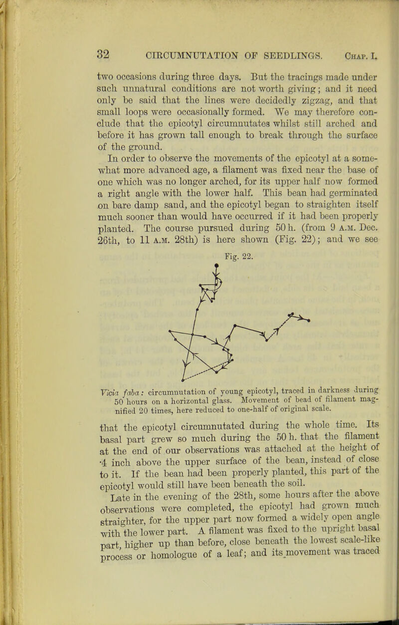 two occasions during three days. But the tracings made under such unnatural conditions are not worth giving; and it need only be said that the lines were decidedly zigzag, and that small loops were occasionally formed. We may therefore con- clude that the epicotyl circumnutates whilst still arched and before it has grown tall enough to break through the surface of the ground. In order to observe the movements of the epicotyl at a some- what more advanced age, a filament was fixed near the base of one which was no longer arched, for its upper half now formed a right angle with the lower half. This bean had germinated on bare damp sand, and the epicotyl began to straighten itself much sooner than would have occurred if it had been properly planted. The course pursued during 50 h. (from 9 a.m. Dec. 26th, to 11 A.M. 28th) is here shown (Fig. 22); and we see Fig. 22. Vicia faba: circumnutation of young epicotyl, traced in darkness during 50 hours on a horizontal glass. Movement of bead of filament mag- nified 20 times, here reduced to one-half of original scale. that the epicotyl circumnutated during the whole time. Its basal part grew so much during the 50 h. that the filament at the end of our observations was attached at the height of •4 inch above the upper surface of the bean, instead of close to it. If the bean had been properly planted, this part of the epicotyl would still have been beneath the soil. Late in the evening of the 28th, some hours after the above observations were completed, the epicotyl had grown much straighter, for the upper part now formed a widely open angle with the lower part. A filament was fixed to the upright basal part higher up than before, close beneath the lowest scale-like process or homologue of a leaf; and its movement was ti-aced