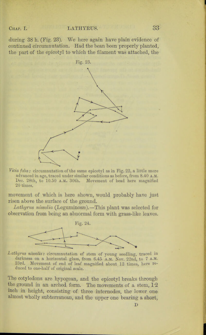 during 38 h. (Fig. 23). We here again have plain evidence of continued circumnutation. Had the bean been properly planted, the part of the epicotyl to which the filament was attached, the Fig. 23. Vicia faba: circumnutation of the same epicotyl as in Fig. 22, a little more advanced in age, traced under similar conditions as before, from 8.40 A.M. Dec. 28th, to 10.50 A.M. 30th. Movement of bead here magnified 20 times. movement of which is here shown, would probably have just risen above the surface of the ground. Lathyrus nissoUa (Leguminosse).—This plant was selected for observation from being an abnormal form with grass-like leaves. Fig. 24. Lathyrus nissolia: circumnutation of stem of young seedling, traced in darkness on a horizontal glass, from 6.45 A.M. Nov. 22nd, to 7 a.m. 23rd. Movement of end of leaf magnified about 12 times, here re- duced to one-half of original scale. The cotyledons are hypogean, and the epicotyl breaks through the ground in an arched form. The movements of a stem, 1-2 inch in height, consisting of three internodes, the lower one almost wholly subterranean, and the upper one bearing a short, D