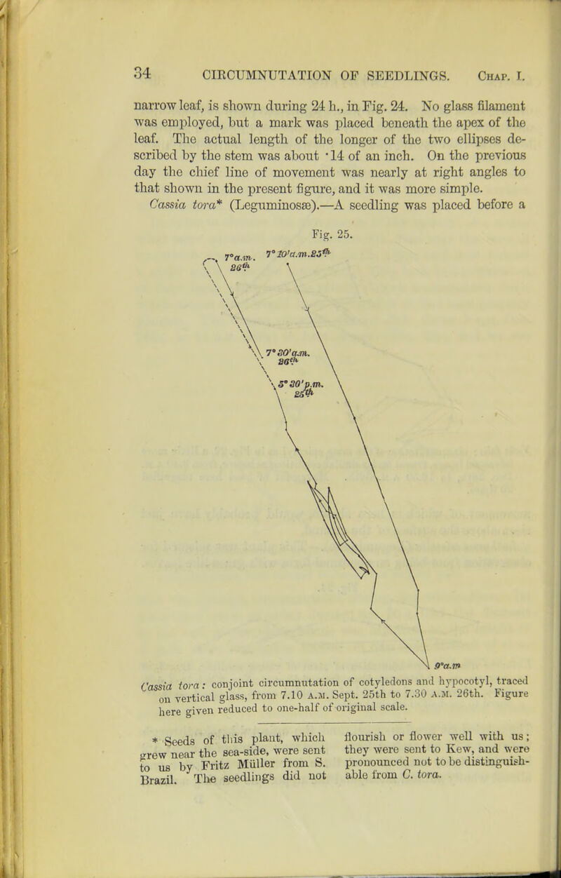 narrow leaf, is shown during 24 h., in Fig. 24. No glass filament was employed, but a mark was placed beneath the apex of the leaf. The actual length of the longer of the two ellipses de- scribed by the stem was about 14 of an inch. On the previous day the chief line of movement was nearly at right angles to that shown in the present figure, and it was more simple. Cassia tora* (Leguminosfe).—A seedling was placed before a Fig. 25. Cassia tora • conjoint circumnutation of cotyledons and hypocotyl, traced on vertical glass, from 7.10 a.m. Sept. 25th to 7.30 A.M. 26th. Figure here given reduced to one-half of original scale. * Seeds of tills plant, whicli flourish or flower -well with us; irrew near the sea-side, were sent they were sent to Kew, and were to us by Fritz Miiller from S. pronounced not to be distinguish- Brazil Tlie seedlings did not able from C. <ora.