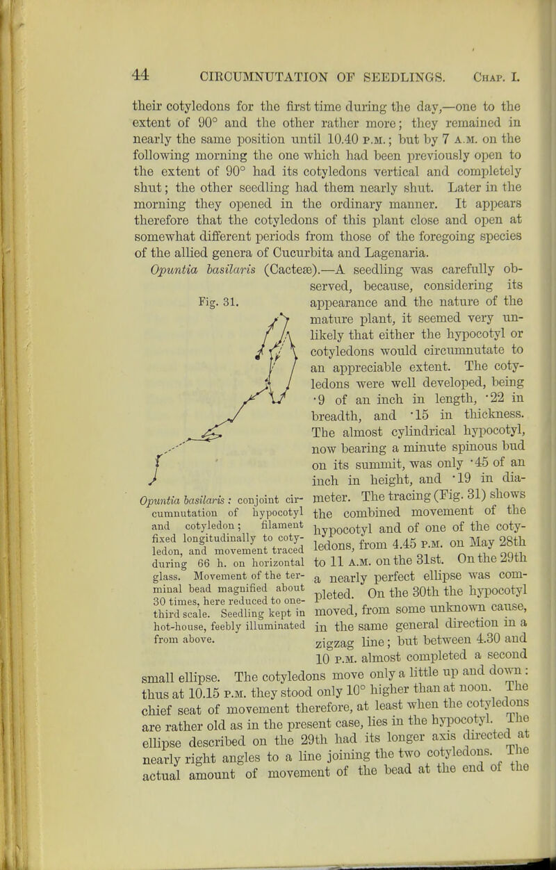 Fig. 31. their cotyledons for the first time during the day,—one to the extent of 90° and the other rather more; they remained in nearly the same position until 10.40 p.m. ; but by 7 a.m. on the following morning the one which had been previously open to the extent of 90° had its cotyledons vertical and completely shut; the other seedling had them nearly shut. Later in the morning they opened in the ordinary manner. It appears therefore that the cotyledons of this plant close and open at somewhat different periods from those of the foregoing species of the allied genera of Cucurbita and Lagenaria. Opunt'ia hasilaris (CactcEe).—A seedling was carefully ob- served, because, considering its appearance and the nature of the mature plant, it seemed very un- likely that either the hypocotyl or cotyledons would circumnutate to an appreciable extent. The coty- ledons were well developed, being •9 of an inch in length, -22 in breadth, and '15 in thickness. The almost cylindrical hypocotyl, now bearing a minute spinous bud on its summit, was only -45 of an inch in height, and '19 in dia- meter. The tracing (Fig. 31) shows the combined movement of the hypocotyl and of one of the coty- ledons, from 4.45 p.m. on May 28th to 11 A.M. on the 31st. On the 29th a nearly perfect ellipse was com- pleted. On the 30th the hypocotyl moved, from some unknown cause, in the same general direction in a zigzag line; but between 4.30 and 10 P.M. almost completed a second small ellipse. The cotyledons move only a little up and down: thus at 10.15 P.M. they stood only 10° higher than at noon. The chief seat of movement therefore, at least when the cotyledons are rather old as in the present case, lies in the hypocotyl. Ihe ellipse described on the 29th had its longer axis cWed at nearly right angles to a line joining the two cotyledons. The actual amount of movement of the bead at the end of the Opuntia hasilaris : conjoint cii- cumnutation of hypocotyl and cotyledon; filament fixed longitudinally to coty- ledon, and movement traced during 66 h. on horizontal glass. Movement of the ter- minal bead magnified about 30 times, here reduced to one- third scale. Seedling kept in hot-house, feebly illuminated from above.