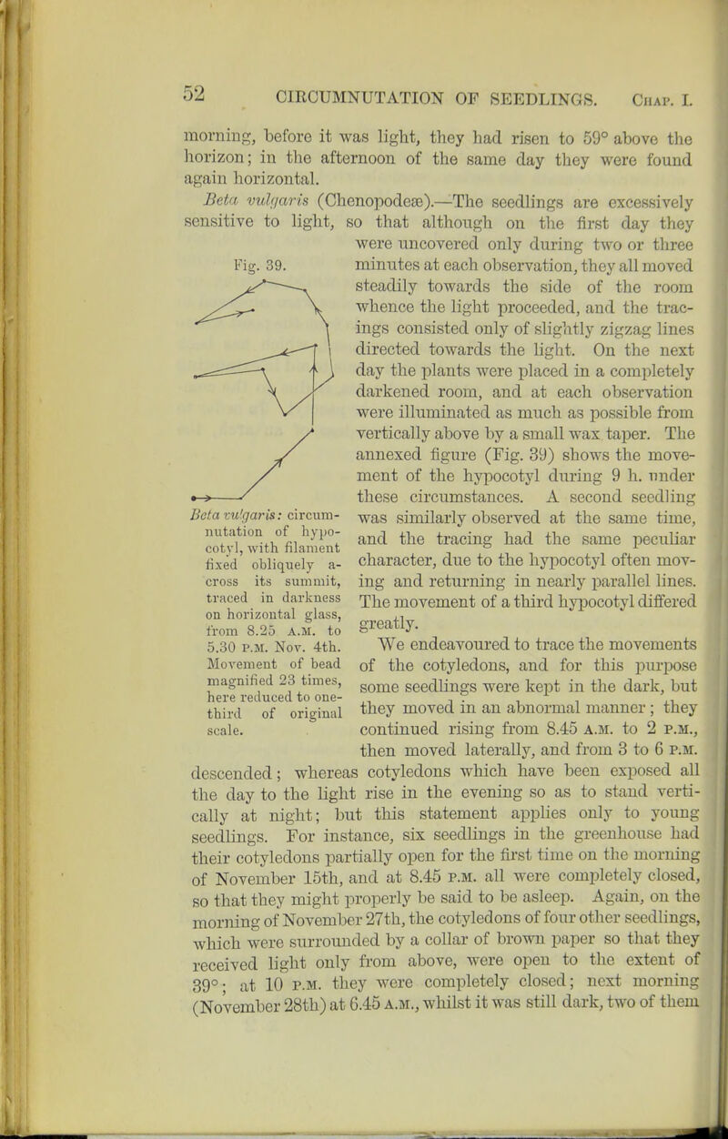 morning, before it was light, they had risen to 59° above the horizon; in the afternoon of the same day they were found again horizontah Beta vulgaris (Chenopodese).—The seedlings are excessively sensitive to light, so that although on the first day they were uncovered only during two or three minutes at each observation, they all moved steadily towards the side of the room whence the light proceeded, and the trac- ings consisted only of slightly zigzag lines directed towards the light. On the next day the plants were placed in a completely darkened room, and at each observation were illuminated as much as possible from vertically above by a small wax taper. The annexed figure (Fig. 39) shows the move- ment of the hypocotyl during 9 h. under these circumstances. A second seedling was similarly observed at the same time, and the tracing had the same peculiar character, due to the hypocotyl often mov- ing and returning in nearly parallel lines. The movement of a third hyjDocotyl differed greatly. We endeavoured to trace the movements of the cotyledons, and for this pui-pose some seedlings were kept in the dark, but they moved in an abnormal manner ; they continued rising from 8.45 a.m. to 2 p.m., then moved laterally, and from 3 to 6 p.m. descended; whereas cotyledons which have been exposed all the day to the light rise in the evening so as to stand verti- cally at night; but this statement applies only to young seedlings. For instance, six seedlings in the greenhouse had their cotyledons partially open for the first time on the morning of November 15th, and at 8.45 p.m. all were completely closed, so that they might properly be said to be asleep. Again, on the morning of November 27th, the cotyledons of four other seedlings, which were surrounded by a collar of brown paper so that they received light only from above, were open to the extent of 39°- at 10 P.M. they were completely closed; next morning (November 28th) at 6.45 a.m., whilst it was still dark, two of them Fig. 39. Beta vu'garis: circuni- nutation of hypo- cotyl, with filament fixed obliquely a- cross its summit, traced in darkness on horizontal glass, from 8.25 a.m. to 5.30 P.M. Nov. 4th. Movement of bead magnified 23 times, here reduced to one- third of original scale.