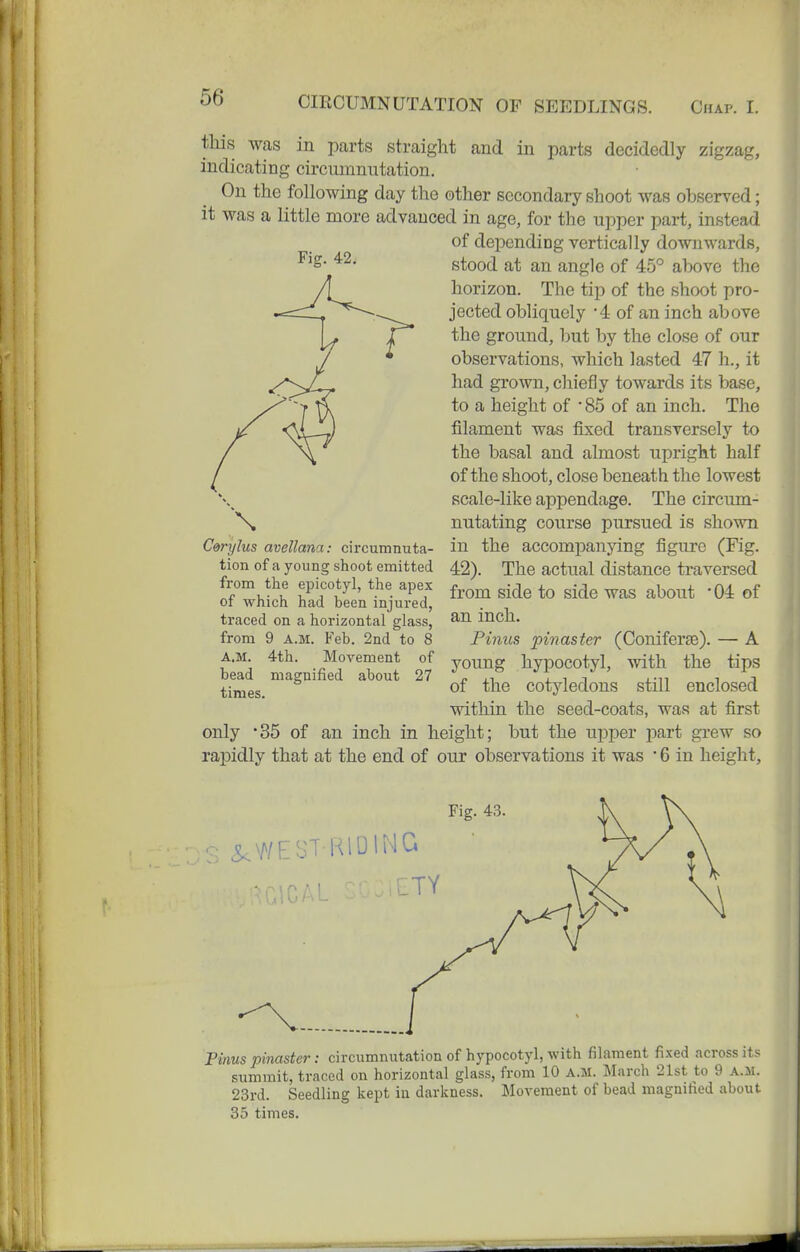 Fig. 42. this Avas in parte straight and in parts decidedly zigzag, indicating circmnnutation. On the following day the other secondary shoot was observed; it was a little more advanced in age, for the ujiper part, instead of depending vertically downwards, stood at an angle of 45° above the horizon. The tip of the shoot pro- jected obliquely '4 of an inch above the ground, but by the close of our observations, which lasted 47 h., it had grown, chiefly towards its base, to a height of '85 of an inch. The filament was fixed transversely to the basal and almost upright half of the shoot, close beneath the lowest scale-like appendage. The circum- nutating course pursued is shown in the accompanying figure (Fig. 42). The actual distance traversed from side to side was about * 04 of an inch. Pinus pinaster (Coniferse). — A young hypocotyl, with the tips of the cotyledons still enclosed mthin the seed-coats, was at first only 35 of an inch in height; but the upper part grew so rapidly that at the end of our observations it was • 6 in height. \ Cerylus avellana: circumnuta- tion of a young shoot emitted from the epicotyl, the apex of which had been injured, traced on a horizontal glass, from 9 A.M. Feb. 2nd to 8 A.M. 4th. Movement of bead magnified about 27 times. Fig. 43 Pinus pinaster: circumnutation of hypocotyl, with filament fixed across its summit, traced on horizontal glass, from 10 A.M. March 21st to 9 A.M. 23rd. Seedling kept in darkness. Movement of bead magnified about 35 times.