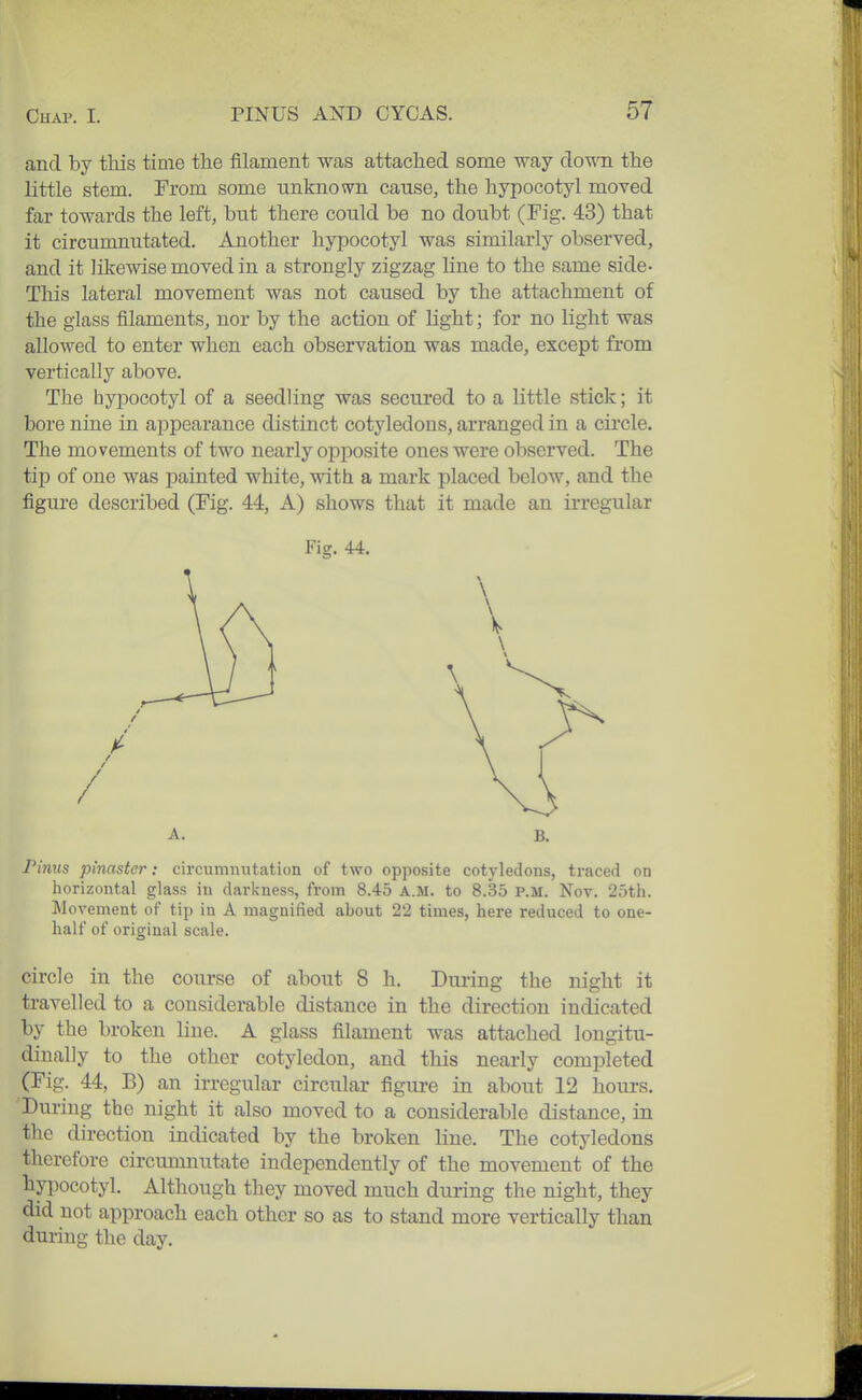 and by this time the filament was attached some way down the little stem. From some unknown cause, the hypocotyl moved far towards the left, but there could be no doubt (Fig. 43) that it circumnutated. Another hypocotyl was similarly observed, and it likewise moved in a strongly zigzag line to the same side- This lateral movement was not caused by the attachment of the glass filaments, nor by the action of light; for no light was allowed to enter when each observation was made, except from vertically above. The hypocotyl of a seedling was secured to a little stick; it bore nine in appearance distinct cotyledons, arranged in a circle. The movements of two nearly opposite ones were observed. The tip of one was painted white, with a mark placed below, and the figure described (Fig. 44, A) shows that it made an irregular Pinus pinaster: circumnntation of two opposite cotyledons, traced on horizontal glass in darkness, from 8.45 A.M. to 8.35 P.M. Nov. 25th. Movement of tip in A magnified about 22 times, here reduced to one- half of original scale. circle in the course of about 8 h. During the night it travelled to a considerable distance in the direction indicated by the broken line. A glass filament was attached longitu- dinally to the other cotyledon, and this nearly completed (Fig. 44, B) an irregular circular figure in about 12 hours. During the night it also moved to a considerable distance, in the direction indicated by the broken line. The cotyledons therefore circumnutate independently of the movement of the hypocotyl. Although they moved much during the night, they did not approach each other so as to stand more vertically than during the day. Fig. 44. A. B.