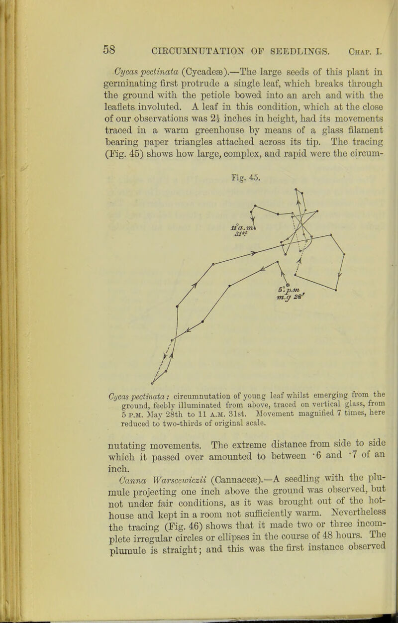 Cycas pecHnata (Cycadeee).—The large seeds of this plant in germinating first protrude a single leaf, which breaks through the ground with the petiole bowed into an arch and with the leaflets involuted. A leaf in this condition, which at the close of our observations was 2i inches in height, had its movements traced in a warm greenhouse by means of a glass filament bearing paper triangles attached across its tip. The tracing (Fig. 45) shows how large, complex, and rapid were the circum- Fig. 45. Cycas pectinata : circumnutation of young leaf whilst emergiug from the ground, feebly illuminated from above, traced on vertical glass, from 5 P.M. May 28th to 11 A.M. 31st. Movement magnified 7 times, here reduced to two-thirds of original scale. nutating movements. The extreme distance from side to side which it passed over amounted to between -6 and -7 of an inch. Canna Warscewiczii (Cannacefe).—A seedling with the plu- mule projecting one inch above the ground was observed, but not under fair conditions, as it was brought out of the hot- house and kept in a room not sufficiently warm. Nevertheless the tracing (Fig. 46) shows that it made two or three incom- plete irregular circles or elHpses in the course of 48 hours. The plumule is straight; and this was the first instance observed