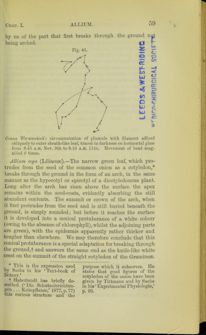 by lis of the part that first breaks through the ground n being arched. | Fis. 46. 3 Ui H * i S i Canna Warscewiczn: circumnutation of plumule with filament affixed obliquely to outei' sheath-like leaf, traced in darkuess on horizontal glass from 8.45 A.M. Nov. 9th to 8.10 A.M. 11th. Movement of bead mag- nified 6 times. Allium cepa (Liliacese).—The narrow green leaf, which pro- trudes from the seed of the common onion as a cotyledon,* breaks through the ground in the form of an arch, in the same manner as the hypocotyl or epicotyl of a dicotyledonous plant. Long after the arch has risen above the surface the apex remains within the seed-coats, evidently absorbing the still abundant contents. The summit or crown of the arch, when it first protrudes from the seed and is still buried beneath the ground, is simply rounded; but before it reaches the surface it is developed into a conical protuberance of a white colour (owing to the absence of chlorophyll), whilst the adjoining parts are green), with the epidermis apparently rather thicker and tougher than elsewhere. We may therefore conclude that this conical protuberance is a special adaptation for breaking through the ground,t and answers the same end as the knife-Hke white crest on the summit of the straight cotyledon of the Gramineae. * This is the expression used by Sachs in his 'Text-book of Botany.' t Haberlandt has briefly de- scribed ('Die Sohutzeinrichtun- gen . .. Keimpflanze,' 1877, p. 77) this curious structure and the piirpose which it subserves. He states that good figures of the cotyledon of the onion have been given by Tiltmann and by Sachs in bis' Experimental Physiologie,' p. 93.