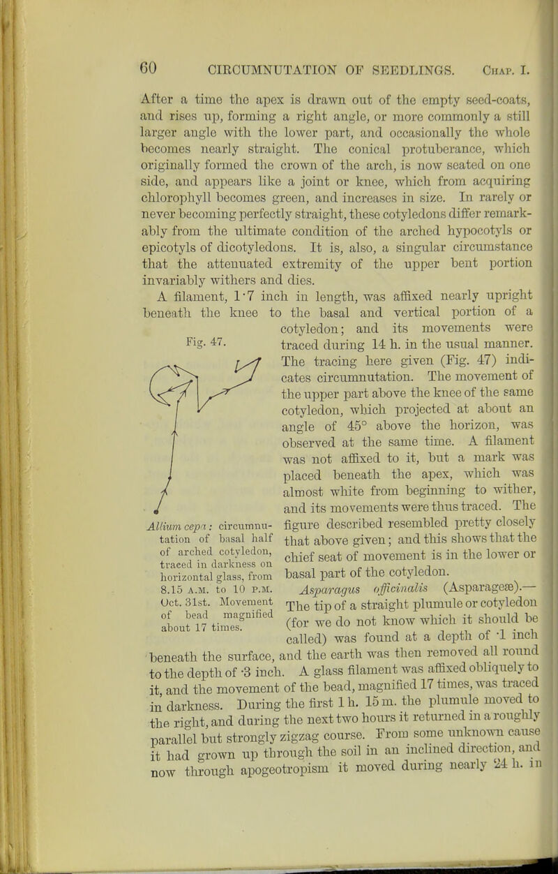 Fig. 47. After a time the apex is drawn out of the empty seed-coats, and rises up, forming a right angle, or more commonly a still larger angle with the lower part, and occasionally the whole becomes nearly straight. The conical protuberance, which originally formed the crown of the arch, is now seated on one side, and appears like a joint or knee, which from acquiring chlorophyll becomes green, and increases in size. In rarely or never becoming perfectly straight, these cotyledons differ remark- ably from the ultimate condition of the arched hypocotyls or epicotyls of dicotyledons. It is, also, a singular circumstance that the attenuated extremity of the upper bent portion inyariably withers and dies. A iilament, l*? inch in length, was afl&xed nearly upright beneatli the knee to the basal and vertical portion of a cotyledon; and its movements were traced during 14 h. in the usual manner. The tracing here given (Fig. 47) indi- cates circumnutation. The movement of the upper part above the knee of the same cotyledon, which projected at about an angle of 45° above the horizon, was observed at the same time. A filament was not affixed to it, but a mark was placed beneath the apex, which was almost white from beginning to wither, and its movements were thus traced. The figure described resembled pretty closely that above given; and this shows that the chief seat of movement is in the lower or basal part of the cotyledon. Asparagus officinalis (Asparagese).— The tip of a straight plumule or cotyledon (for we do not know which it should be called) was found at a depth of 'l inch beneath the surface, and the earth was then removed all round to the depth of -3 inch. A glass filament was affixed obliquely to it and the movement of the bead, magnified 17 times, was traced in darkness. During the first 1 h. 15 m. the plumule moved to the right, and daring the next two hours it returned m a roughly parallel but strongly zigzag course. From some unknown cause it had grown up through the soil in an inclined direction, and now through apogeotropism it moved during nearly '24 h. m Allium cepa: circumnu- tation of basal half of arched cotyledon, ti-aced in darkness on horizontal glass, from 8.15 A.M. to 10 P.M. (Jet. 31st. Movement of bead magnified about 17 times.