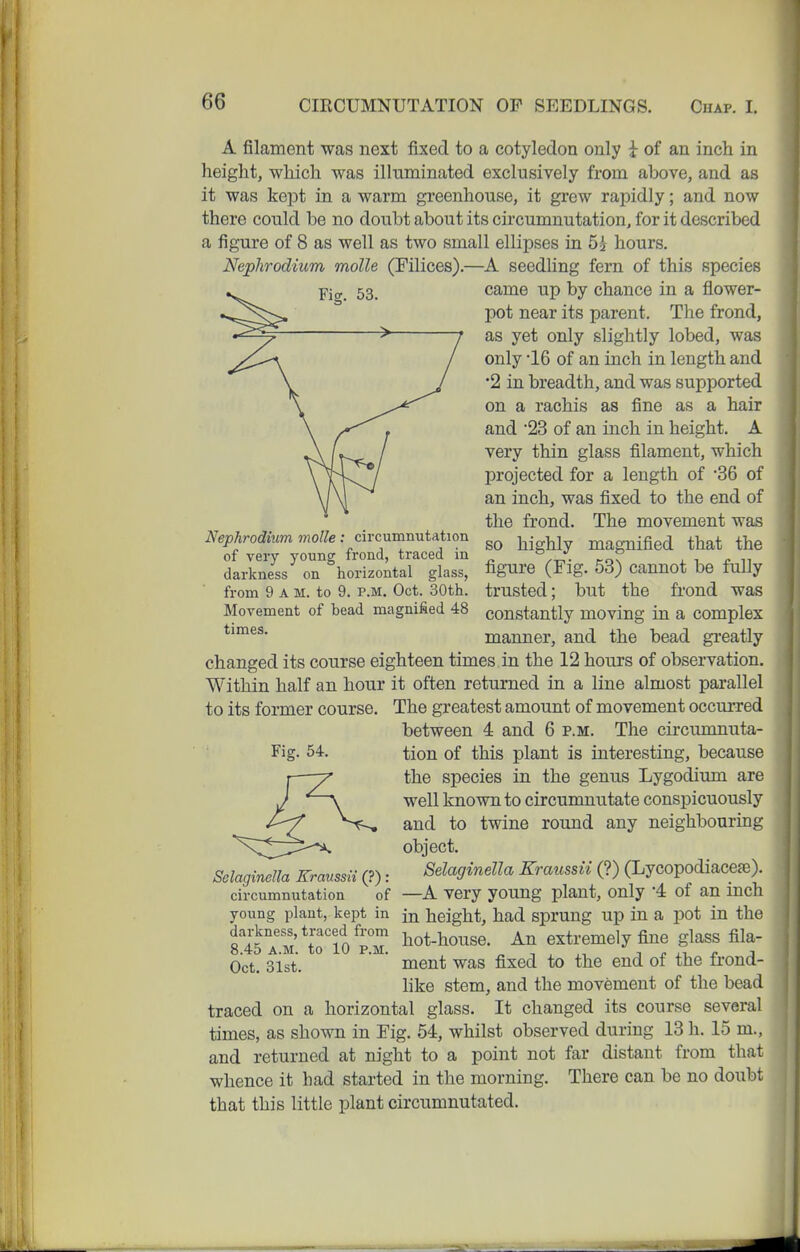 A filament was next fixed to a cotyledon only i of an inch in height, which was illuminated exclusively from above, and as it was kept in a warm greenhouse, it grew rapidly; and now there could be no doubt about its circumnutation, for it described a figure of 8 as well as two small ellipses in 52 hours. Neplirodium molle (Filices).—A seedling fern of this species Fig. 53. Nepkrodium molle: circumnutation of very young frond, traced in darkness on horizontal glass, from 9 A M. to 9. P.M. Oct. 30th. Movement of bead magnified 48 times. came up by chance in a flower- pot near its parent. The frond, as yet only slightly lobed, was only -16 of an inch in length and •2 in breadth, and was supported on a rachis as fine as a hair and 23 of an inch in height. A very thin glass filament, which projected for a length of '36 of an inch, was fixed to the end of the frond. The movement was so highly magnified that the figure (Fig. 53) cannot be fully trusted; but the frond was constantly moving in a complex manner, and the bead greatly changed its course eighteen times in the 12 hours of observation. Within half an hour it often returned in a line almost parallel to its former course. The greatest amount of movement occurred between 4 and 6 p.m. The circumnuta- tion of this plant is interesting, because the species in the genus Lygodium are well known to circunmutate conspicuously and to twine round any neighbouring object. Selaginella Kraussii (?) (Lycopodiacese). —A very young plant, only 4 of an inch in height, had sprung up in a pot in the hot-house. An extremely fine glass fila- ment was fixed to the end of the frond- hke stem, and the movement of the bead traced on a horizontal glass. It changed its course several times, as shown in Fig. 54, whilst observed during 13 h. 15 m., and returned at night to a point not far distant from that whence it had started in the morning. There can be no doubt that this little plant circumnutated. Fig. 54. R Selaginella Kraussii (?): circumnutation of young plant, kept in dai'kness, traced from 8.45 A.M. to 10 P.M. Oct. 31st.