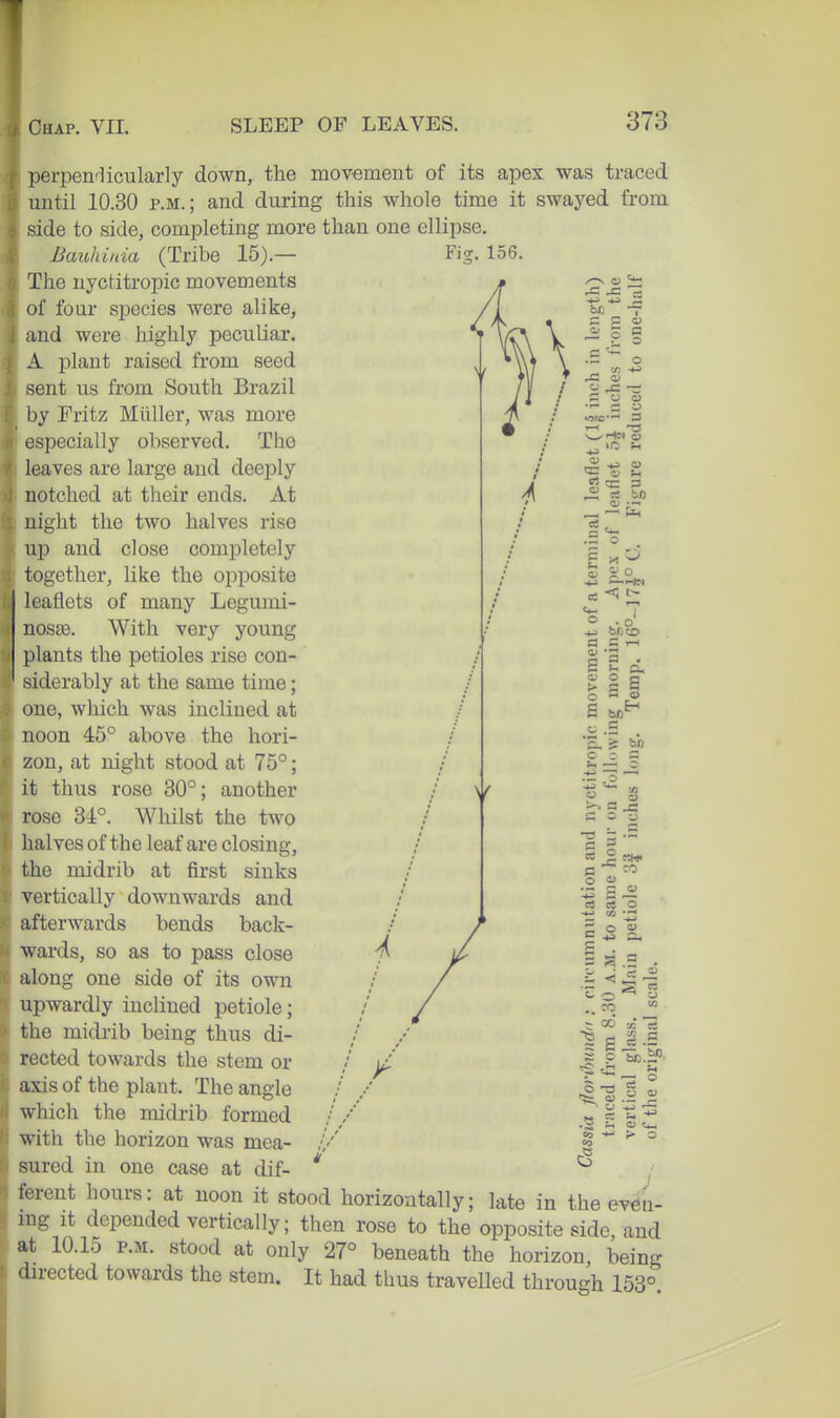 Fis. 156. perpenfiicularly down, the movement of its apex was traced until 10.30 P.M.; and during this whole time it swayed from side to side, completing more than one ellipse. Bauhinia (Tribe 15).— The nyctitropic movements of four species were alike, and were highly peculiar. A plant raised from seed sent us from South Brazil by Fritz Miiller, was more especially observed. The leaves are large and deeply notched at their ends. At night the two halves rise up and close completely together, like the opposite leaflets of many Legumi- nosse. With very young plants the petioles rise con- ' siderably at the same time; one, which was inclined at noon 45° above the hori- zon, at night stood at 75°; it thus rose 30°; another rose 31°. Whilst the two lialves of the leaf are closing, the midrib at first sinks vertically downwards and afterwards bends back- wards, so as to pass close along one side of its own upwardly inclined petiole; the midrib being thus di- rected towards the stem or axis of the plant. The angle which the midrib formed with the horizon was mea- •/ sured in one case at dif- * fcrent hours: at noon it stood horizontally; late in the even- ing it depended vertically; then rose to the opposite side, and at 10.15 P.M. stood at only 27° beneath the horizon, being ' lirected towards the stem. It had thus travelled through 153° •2 S CO