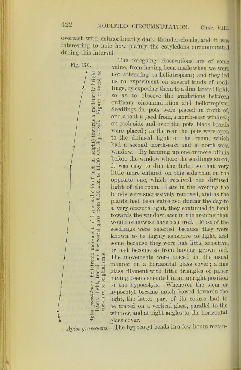 overcast with extraordinarily dark tliuiider-clouds, and it was interesting to note liow plainly the cotyledons circumnutated durinp; this interval Fig. 170. The foregoing observations are of some value, from having been made when we were not attending to heliotropism; and they led us to experiment on several kinds of seed- lings, by exposing them to a dim lateral Ught, so as to observe the gradations between ordinary circumnutation and heliotropism. Seedlings in pots were placed in front of, and about a yard from, a north-east window; on each side and over the pots black boards were placed; in the rear the pots were open to the diffused light of the room, which had a second north-east and a north-west window. By hanging ujd one or more blinds before the window where the seedlings stood, it was easy to dim the light, so that very little more entered on this side than on the opposite one, which received the diffused light of the room. Late in the evening the blinds were successively removed, and as the plants had been subjected during the day to a very obscure light, they continued to bend towards the window later iu the evening than would otherwise have occm-red. Most of the seedlings were selected because they were kno^RTi to be highly sensitive to light, and some because they were but little sensitive, or had become so from having grown old. The movements were traced in the usual manner on a horizontal glass cover; a fine glass filament with little triangles of paper having been cemented in an upright position to the hypocotyls. Whenever the stem or hypocotyl became much bowed towards the light, the latter part of its course had to be traced on a vertical glass, parallel to the window, and at right angles to the horizontal glass cover. Jjjios graveolens—The hypocotyl bends in a few hours rectau- m ° M O 03 S <= M ■*f -t3 O CB C3 j3 !- .W) 05 ^ ^ o H § A,