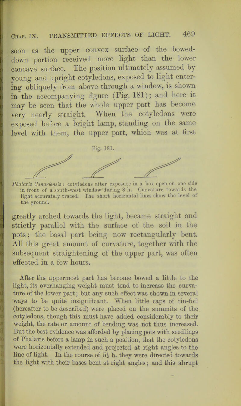 soon as the upper convex surface of the bowed- down portion received more light than the lower concave surface. The position ultimately assumed by young and upright cotyledons, exposed to light enter- ing obliquely from above through a window, is shown in the accompanying figure (Fig. 181); and here it may be seen that the whole upper part has become very nearly straight. When the cotyledons were exposed before a bright lamp, standing on the same level with them, the upper part, which was at first Fig. 181. Phalaris Canariensis: cotyledons after exposure in a box open on one side in front of a south-west window'during 8 h. Curvature towards the light accurately traced. The short horizontal lines show the level of the ground. greatly arched towards the light, became straight and strictly parallel with the surface of the soil in the pots; the basal part being now rectangularly bent. All this great amount of curvature, together with the subsequent straightening of the upper part, was often effected in a few hours. After the uppermost part has become bowed a little to the hght, its overhanging weight must tend to increase the curva- tiu'e of the lower part; but any such effect was shown in several ways to be quite insignificant. When little caps of tin-foil (hereafter to be described) were placed on the summits of the. cotyledons, though this must have added considerably to their weight, the rate or amount of bending was not thus increased. But the best evidence was afforded by placing pots with seedlings of Phalaris before a lamp in such a position, that the cotyledons were horizontally extended and projected at right angles to the line of hght. In the course of 5^ h. they were directed towards the hght with their bases bent at right angles; and this abrupt