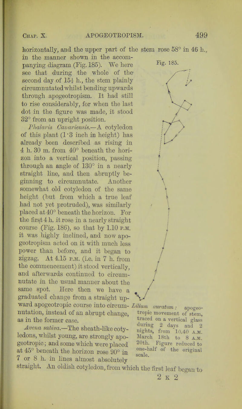 Fig. 185. horizontally, and the upper part of the stem rose 58° in 46 h., in the manner shown in the accom- panying diagram (Fig. 185). We here see that during the whole of the- second day of 155 h., the stem plainly circumnutated whilst bending upwards through apogeotropism. It had still to rise considerably, for when the last dot in the figure was made, it stood 32° from an upright position. Fhalaris Canariensis.—A cotyledon of this plant (13 inch in height) has already been described as rising in 4 h. 30 m. from 40° beneath the hori- zon into a vertical position, passing through an angle of 130° in a nearly straight line, and then abruptly be- ginning to circumnutate. Another somewhat old cotyledon of the same height (but from which a true leaf had not yet protruded), was similarly placed at 40° beneath the horizon. For the first 4 h. it rose in a nearly straight coui-se (Fig. 186), so that by 1.10 p.m. it was highly inclined, and now apo- geotro2)ism acted on it with much less power than before, and it began to zigzag. At 4.15 p.m. (i.e. in 7 h. from the commencement) it stood vertically, and afterwards continiied to circum- nutate in the usual manner about the same spot. Here then we have a graduated change from a straight up- ward apogeotropic course into circum- Lilium auratum: apogeo- nutation, instead of an abrupt change, tropic movement of stem, as in the former case. Avena sativa.—The sheath-like coty- ledons, whilst young, are strongly apo- geotropic ; and some which were placed at 45° beneath the horizon rose 90° in 7 or 8 h. in lines almost absolutely straight. An oldish cotyledon, from wliich the first leaf began to 2 K 2 traced on a vertical glass during 2 days and 2 nights, from ' 10.40 A.M. March 18th to 8 a.m. 20th. Figure reduced to one-half of the original scale.