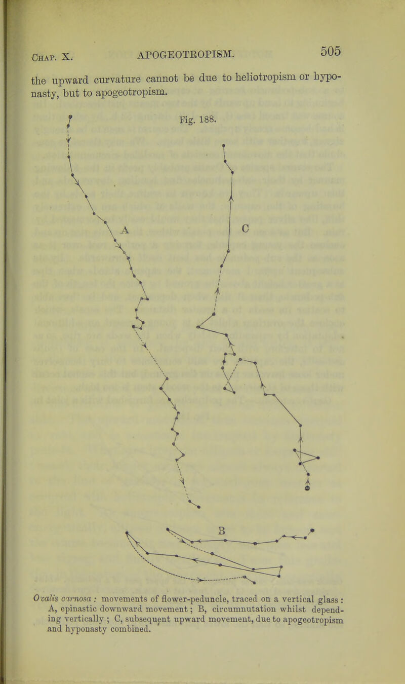 Chap. X. APOGEOTKOPISM. OUO the upward cm-vature cannot be due to heliotropisni or hypo- nasty, but to apogeotropism. ^ Fig. 188. I Ovalis carnosa : movements of flower-peduncle, traced on a vertical glass : A, epinastic downward movement; B, circumnutation whilst depend- ing vertically ; C, subsequent upward movement, due to apogeotropism and hyponasty combined.