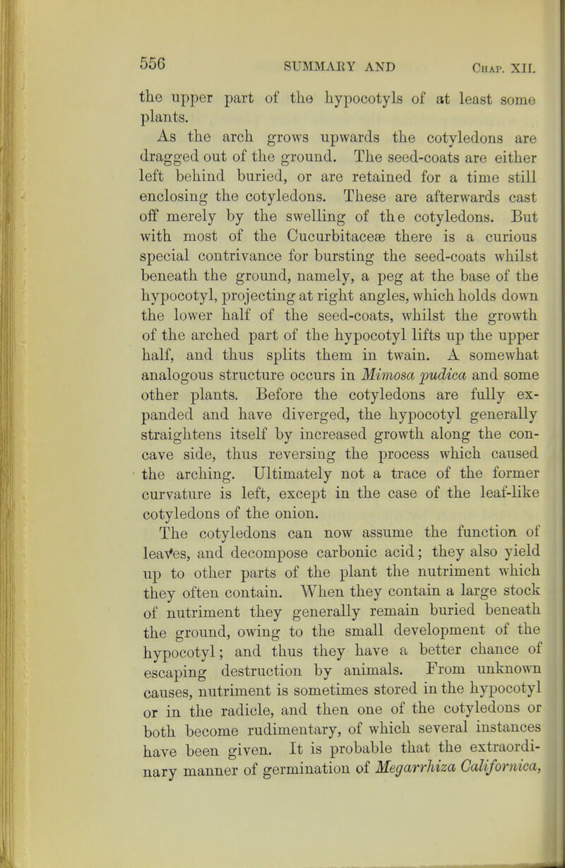 55C the upper part of the hypocotyls of at least some plants. As tlie arch grows upwards the cotyledons are dragged out of the ground. The seed-coats are either left behind buried, or are retained for a time still enclosing the cotyledons. These are afterwards cast off merely by the swelling of the cotyledons. But with most of the Cucurbitaceae there is a curious special contrivance for bursting the seed-coats whilst beneath the ground, namely, a peg at the base of the hypocotyl, projecting at right angles, which holds down the lower half of the seed-coats, whilst the growth of the arched part of the hypocotyl lifts up the upper half, and thus splits them in twain. A somewhat analogous structure occurs in Mimosa loudica and some other plants. Before the cotyledons are fully ex- panded and have diverged, the hypocotyl generally straightens itself by increased growth along the con- cave side, thus reversing the process which caused the arching. Ultimately not a trace of the former curvature is left, except in the case of the leaf-like cotyledons of the onion. The cotyledons can now assume the function of leaA.'es, and decompose carbonic acid; they also yield up to other parts of the plant the nutriment which they often contain. When they contain a large stock of nutriment they generally remain buried beneath the ground, owing to the small development of the hypocotyl; and thus they have a better chance of escaping destruction by animals. From unknown causes, nutriment is sometimes stored in the hypocotyl or in the radicle, and then one of the cotyledons or both become rudimentary, of which several instances have been given. It is probable that the extraordi- nary manner of germination of Megarrhiza Californica,