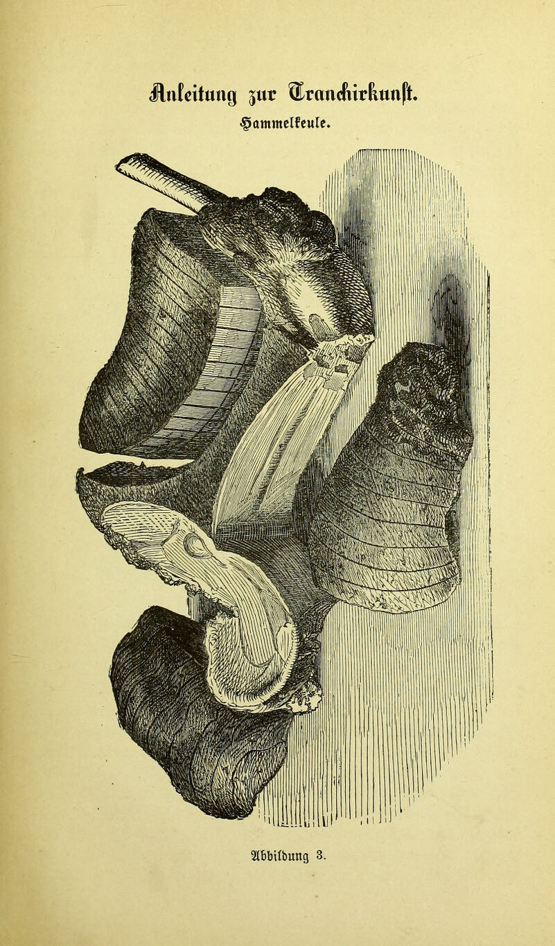 Huteituni) jur ^Erandiir^unft. -gjammelfeule. Hbbtlbmtg 3.