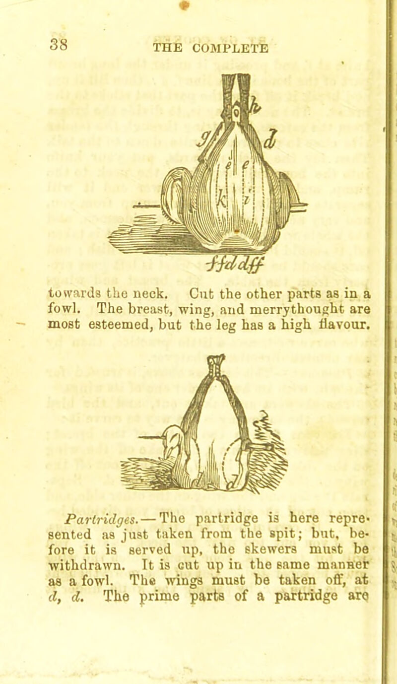 towards the neck. Cut the other parts as in a fowl. The breast, wing, and merrythought are most esteemed, but the leg has a high flavour. Partridges.— The partridge is here repre- sented as just taken from the spit; but, be- fore it is served up, the skewers must be withdrawn. It is cut up in the same manner as a fowl. The wings must be taken off, at d, d. The prime parts of a partridge are