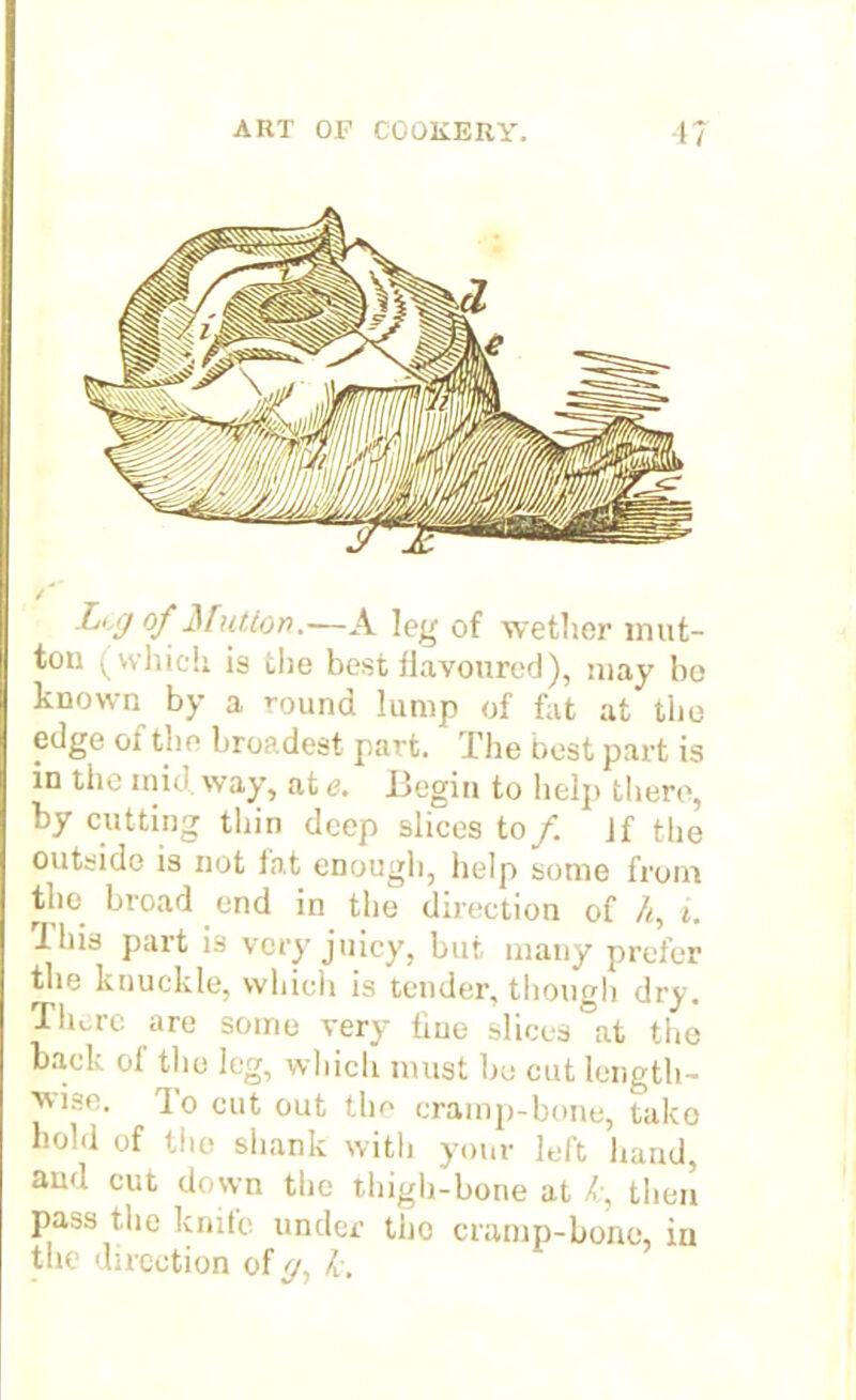 Lj of Mutton.—A leg of wether mut- ton (which is the best flavoured), may bo known by a round lump of fat at the edge of the broadest part. The best part is in the mid way, ate. .Begin to help there, by cutting thin deep slices to/. If the outside is not fat enough, help some from tlm broad end in the direction of h, i. Ibis part is very juicy, but many prefer the knuckle, which is tender, though dry. There are some very fine slices at the back of the leg, which must be cut length- wise. To cut out the cramp-bone, tako bold of the shank with your left hand, and cut down the thigh-bone at /:, then pass the knife under the cramp-bone, in tiie direction of /L.