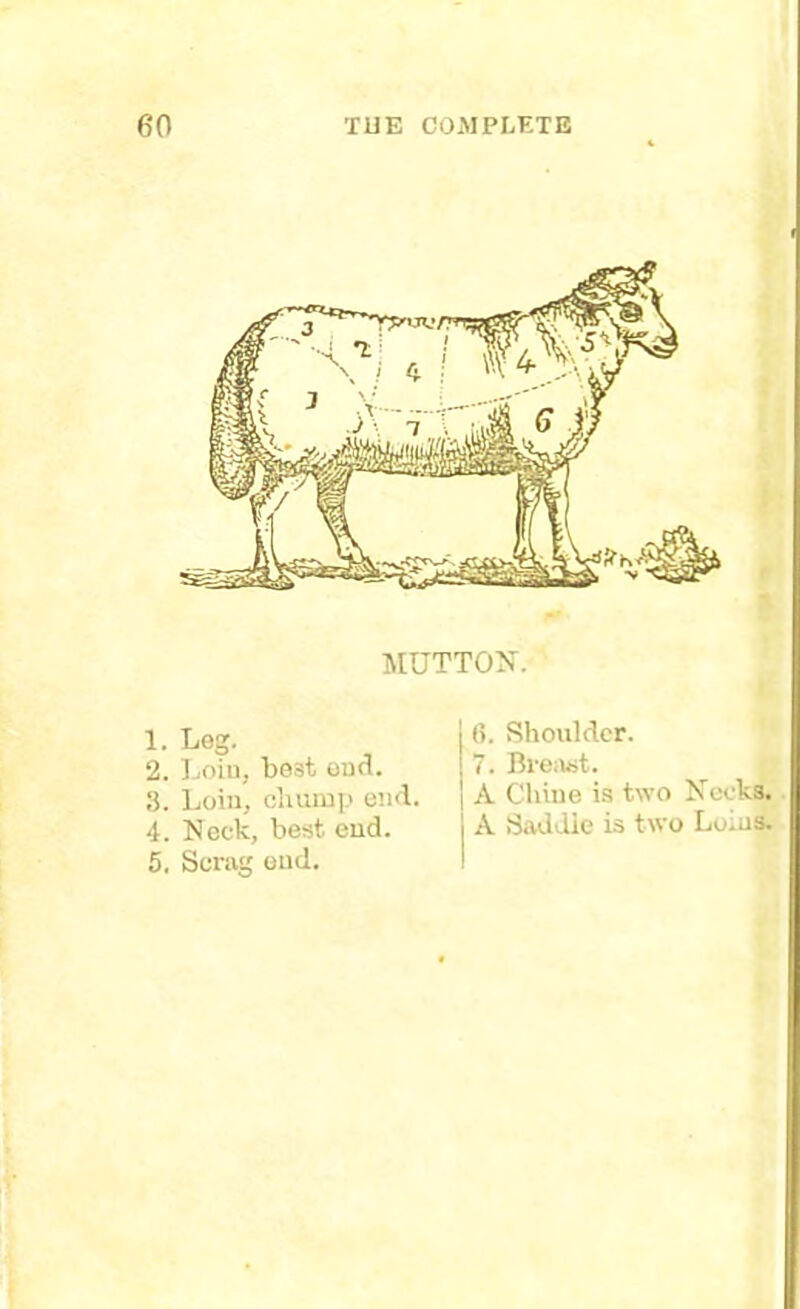 MUTTON. 1. Leg. 2. Loiil, best end. 3. Loin, chump end. 4. Neck, best end. 5. Scrag end. 6. Shoulder. 7. Breast. A Chine is two Necks. A Saddle is two Loins.