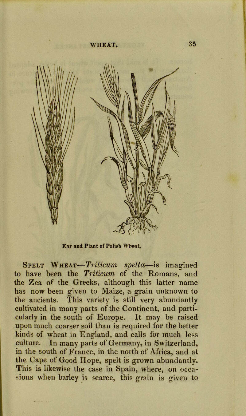 Ear and Plant of Polish Wheat. Spelt Wheat—Triticum spelta—is imagined to have been the Triticum of the Romans, and the Zea of the Greeks, although this latter name has now been given to Maize, a grain unknown to the ancients. This variety is still very abundantly cultivated in many parts of the Continent, and parti- cularly in the south of Europe. It may be raised upon much coarser soil than is required for the better kinds of wheat in England, and calls for much less culture. In many parts of Germany, in Switzerland, in the south of France, in the north of Africa, and at the Cape of Good Hope, spelt is grown abundantly. This is likewise the case in Spain, where, on occa- sions when barley is scarce, this grain is given to