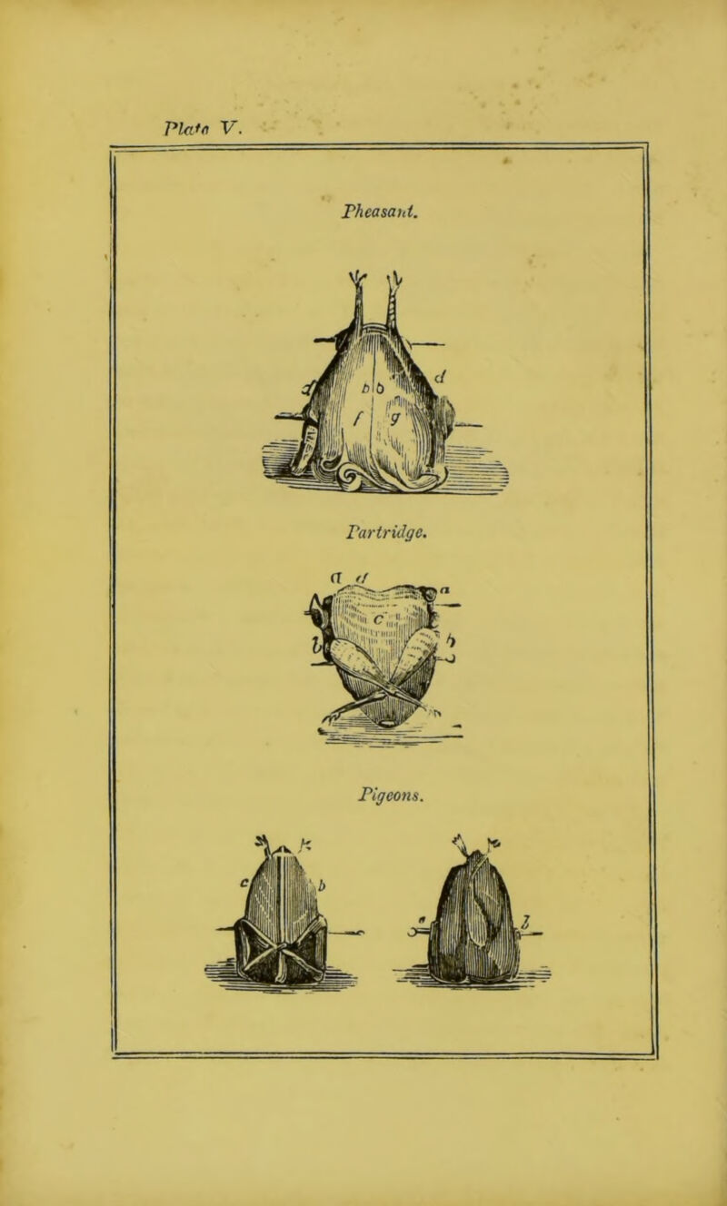 Pheasant. Partridge. a //
