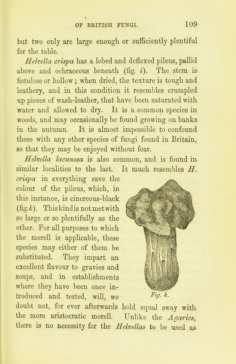 but two only are large enough or sufficiently plentiful for the table. Helvella crispa has a lobed and deflexed pileus, pallid above and ochraceous beneath (fig. i). The stem is fistulose or hollow; when dried, the texture is tough and leathery, and in this condition it resembles crumpled up pieces of wash-leather, that have been saturated with water and allowed to dry. It is a common species in woods, and may occasionally be found growing on banks in the autumn. It is almost impossible to confound these with any other species of fungi found in Britain, so that they may be enjoyed without fear. Helvella lacunosa is also common, and is found in similar localities to the last. It much resembles H. crispa in everything save the colour of the pileus, which, in this instance, is cinereous-black (fig.£). This kind is not met with so large or so plentifully as the other. For all purposes to which the morell is applicable, these species may either of them be substituted. They impart an excellent flavour to gravies and soups, and in establishments where they have been once in- troduced and tested, will, we doubt not, for ever afterwards hold equal sway with the more aristocratic morell. Unlike the Agarics, there is no necessity for the Helvellas to be used as Fig. k.