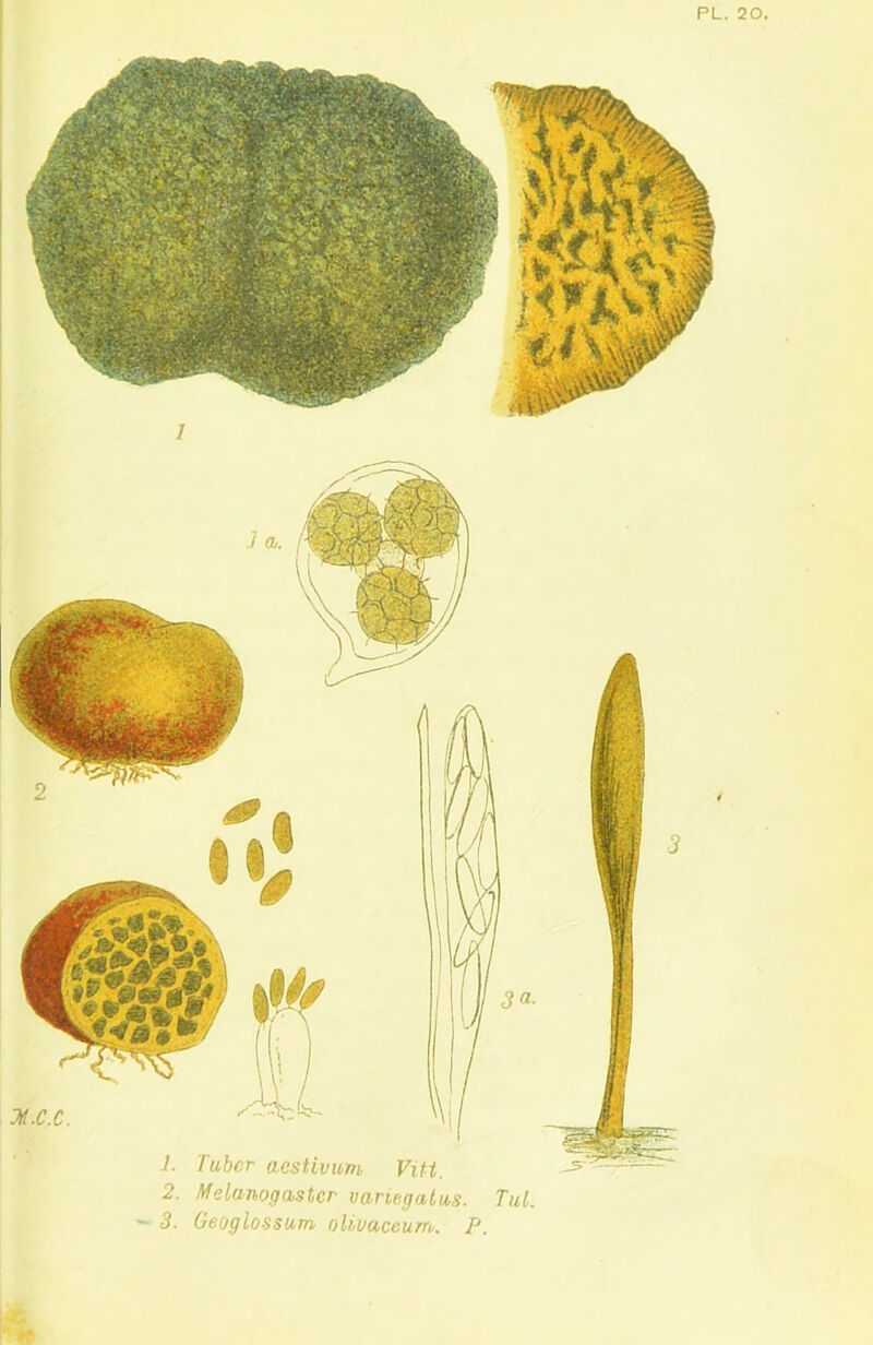 PL. 20. 1. Tuber aestivum Vitt. 2. Melanogaster variegatus. Tul. 2A.C.C