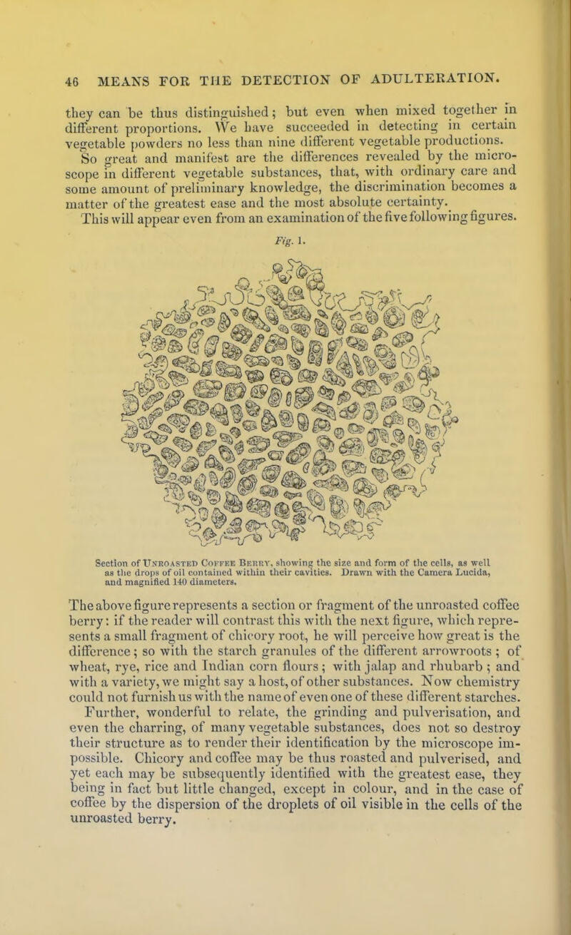 they can be thus distinguished; but even when mixed together in different proportions. We have succeeded in detecting in certain vegetable powders no less than nine different vegetable productions. So great and manifest are the differences revealed by the micro- scope in different vegetable substances, that, with ordinary care and some amount of preliminary knowledge, the discrimination becomes a matter of the greatest ease and the most absolute certainty. This will appear even from an examination of the five following figures. Fig. l. Section of Unroasted Coffee Berry, showing the size and form of the cells, as well as the drops of oil contained within their cavities. Drawn with the Camera Lucida, and magnified 140 diameters. The above figure represents a section or fragment of the unroasted coffee berry: if the reader will contrast this with the next figure, which repre- sents a small fragment of chicory root, he will perceive how great is the difference; so with the starch granules of the different arrowroots ; of wheat, rye, rice and Indian corn flours; with jalap and rhubarb ; and with a variety, we might say a host, of other substances. Now chemistry could not furnish us with the name of even one of these different starches. Further, wonderful to relate, the grinding and pulverisation, and even the charring, of many vegetable substances, does not so destroy their structure as to render their identification by the microscope im- possible. Chicory and coffee may be thus roasted and pulverised, and yet each may be subsequently identified with the greatest ease, they being in fact but little changed, except in colour, and in the case of coffee by the dispersion of the droplets of oil visible in the cells of the unroasted berry.