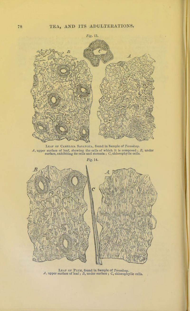 Fig. 13. Leaf of Camellia Sasakqua, found in Sample of Twankay. A, upper surface of leaf, showing the cells of which it is composed ; B, under surface, exhibiting its cells and stomata ; C, chlorophylle cells. Leaf of Plum, found in Sample of Twankay. A, upper surface of leaf; B, under surface ; C, chlorophylle cells.