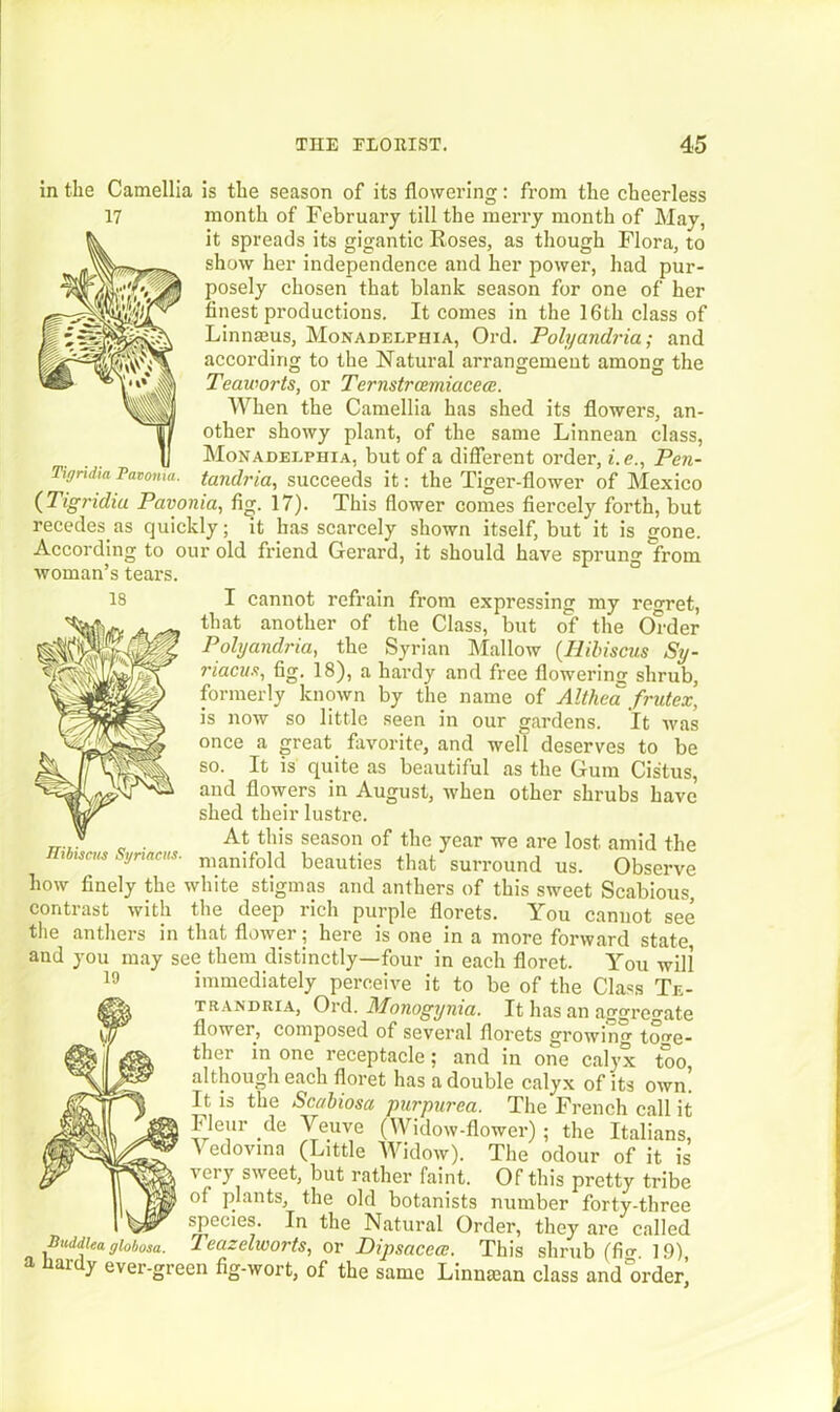 in the Camellia is the season of its flowering: from the cheerless month of February till the merry month of May, it spreads its gigantic Roses, as though Flora, to show her independence and her power, had pur- posely chosen that blank season for one of her finest productions. It comes in the 16th class of Linnaeus, Monadelphia, Ord. Polyctndria; and according to the Natural arrangement among the Teaworts, or Ternstrcemiacece. When the Camellia has shed its flowers, an- other showy plant, of the same Linnean class, Monadelphia, but of a different order, i.e., Pen- tandria, succeeds it: the Tiger-flower of Mexico (Tigridiu Pavonia, fig. 17). This flower comes fiercely forth, but recedes, as quickly; it has scarcely shown itself, but it is gone. According to our old friend Gerard, it should have sprung from woman’s tears. I cannot refrain from expressing my regret, that another of the Class, but of the Order Polyandria, the Syrian Mallow (Hibiscus Sy- riaciif?, fig. 18), a hardy and free flowering shrub, formerly known by the name of Althea frutexr, is now Tigridia Pavonia. so little seen in our gardens. It was once a great favorite, and well deserves to be so. It is quite as beautiful as the Gum Cistus, and flowers in August, when other shrubs have shed their lustre. „ . At this season of the year we are lost amid the Hibiscus Synacus. manifold beauties that surround us. Observe how finely the white stigmas and anthers of this sweet Scabious, contrast with the deep rich purple florets. You cannot see the anthers in that flower; here is one in a more forward state, and you may see them distinctly—four in each floret. You will immediately perceive it to be of the Class Te- trandria, Ord. Monogynia. It has an aggregate flower, composed of several florets growing toge- ther in one receptacle; and in one calyx too, although each floret has a double calyx of its own. It is the Scabiosa purpurea. The French call it Fleur de Yeuve (Widow-flower) ; the Italians, V edovina (Little Widow). The odour of it is very sweet, but rather faint. Of this pretty tribe of plants, the old botanists number forty-three species. In the Natural Order, they are called Buddleaglobosa. Teazelworts, or Dipsacea. This shrub (fin-. 19), a ai y evei 'green fig-wort, of the same Linntean class and order,