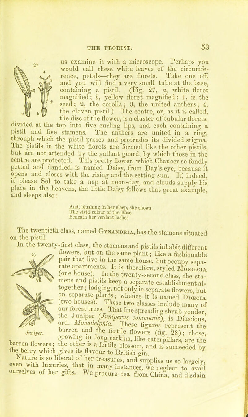 us examine it with a microscope. Perhaps you would call these white leaves of the circumfe- rence, petals—they are florets. Take one off, and you will find a very small tube at the base, containing a pistil. (Fig. 27, a, white floret magnified; b, yellow floret magnified ; 1, is the seed; 2, the corolla; 3, the united anthers; 4, the cloven pistil.) The centre, or, as it is called, the disc of the flower, is a cluster of tubular florets, divided at the top into five curling lips, and each containing a pistil and five stamens. The anthers are united in a ring, through which the pistil passes and protrudes its divided stigma. The pistils in the white florets are formed like the other pistils, but are not attended by the gallant guard, by which those in the centre are protected. This pretty flower, which Chaucer so fondly petted and dandled, is named Daisy, from Day’s-eye, because it opens and closes with the rising and the setting sun. If, indeed, it please Sol to take a nap at noon-day, and clouds supply his place in the heavens, the little Daisy follows that great exannde, and sleeps also: And, blushing in her sleep, she shows The vivid colour of the Rose Beneath her verdant lashes The twentieth class, named Gynandria, has the stamens situated on the pistd. In the twenty-first class, the stamens and pistils inhabit different flowers, but on the same plant; like a fashionable pan that live in the same house, but occupy sepa- rate apartments. It is, therefore, styled Moxcecia (one house). In the twenty-second class, the sta- mens and pistils keep a separate establishment al- together ; lodging, not only in separate flowers, but on separate plants; whence it is named Dkecia (two houses). These two classes include many of our forest trees That fine spreading shrub yonder, the Juniper (Juniperus communis), is Dioecious, ord. Monadelpha. These figures represent the barren and the fertile flowers (fm. 28) • those , g°w‘?g m loS catkins, like caterpillars,’are the barren flowers; the other is a fertile blossom, and is succeeded by the berry which gives its flavour to British mn Nature is so liberal of her treasures, and supplies us so largely, even with luxuries, that in many instances, we neglect to avail e procure tea from China, and disdain Juniper. ourselves of her gifts.