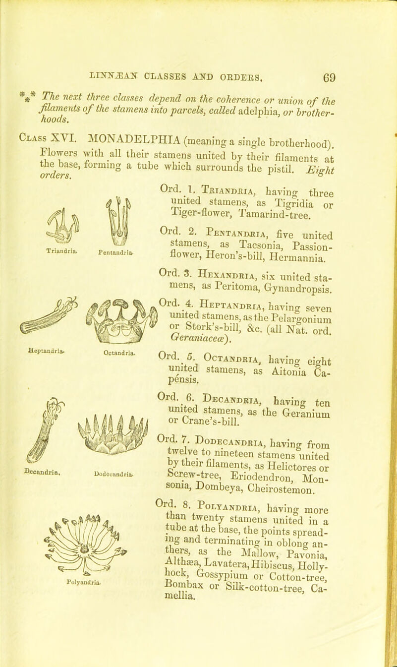 *** The next three classes depend on the coherence or union of the filaments of the stamens into parcels, called adelphia, or brother- hoods. Class X\ I. MON ADELPHIA (meaning a single brotherhood). Flowers with all their stamens united by their filaments at the base, forming a tube which surrounds the pistil. Eight Triandria. Pentandria- Ord. 1. Teiandeia, having three united stamens, as Tigridia or Tiger-flower, Tamarind-tree. Ord. 2. Pentandeta, five united stamens, as Tacsonia, Passion- flower, Heron’s-bill, Hermannia. Ord. 3. IIexandria, six united sta- mens, as Peritoma, Gynandropsis. Old. 4. IIeptandria, having seven united stamens, as the Pelargonium or Stork’s-bill, &c. (all Nat. ord. (jeraniacece). Ord.. 5 Octandria, having ernht united stamens, as Aitonia Ca- pensis. Ord. 6. Decandria, having ten united stamens, as the Geranium or Crane s-bill. Ord. 7. Dodecandria, having from twelve to nineteen stamens united by their filaments, as Ilelictores or berew-tree, Eriodendron, Mon- sonia, Dombeya, Cheirostemon. Ord. 8. Polyandria, having more tiian twenty stamens united in a tube at the base, the points spread- ing and terminating in oblono- an- tbers, as the Mallow, Pavonia, Aitbma Lavatera, Hibiscus, Holly- hock Gossypium or Cotton-tree, Pombax or Silk-cotton-tree, Ca- mellia.