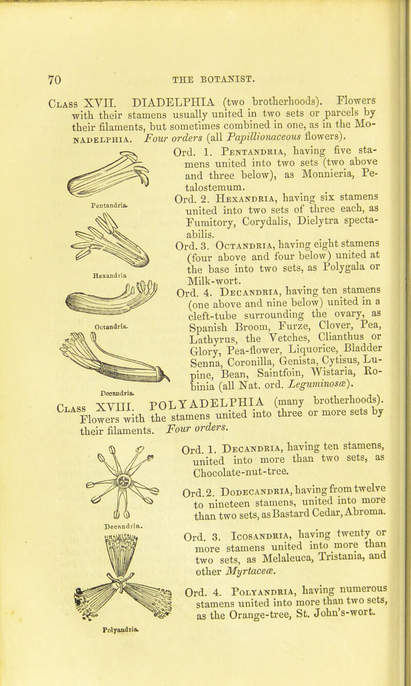Pentandria. Class XVII. DIADELPHIA (two brotherhoods). Flowers with their stamens usually united in two sets or parcels by their filaments, but sometimes combined in one, as in the Mo- nadelphia. Four orders (all Papillionaceous flowers). Ord. 1. Pentandria, having five sta- mens united into two sets (two above and three below), as Monnieria, Pe- talostemum. Ord. 2. Hexandria, having six stamens united into two sets of three each, as Fumitory, Corydalis, Dielytra specta- abilis. Ord. 3. Octandria, having eight stamens (four above and four below) united at the base into two sets, as Polygala or Milk-wort. Ord. 4. Decandria, having ten .stamens (one above and nine below) united in a cleft-tube surrounding the ovary, as Spanish Broom, Furze, Clover, Pea, Lathyrus, the Vetches, Clianthus or Glory, Pea-flower, Liquorice,. Bladder Senna, Coronilla, Genista, Cytisus, Lu- pine, Bean, Saintfoin, Wistaria, Ro- binia (all Nat. ord. Leguminoscs). Ctass XVIII POLYADELPHIA (many brotherhoods). Flowers with the stamens united into three or more sets by their filaments. Four orders. Pftcsudria. Ord. 1. Decandria, having ten stamens, united into more than two sets, as Chocolate-nut-tree. Ord. 2. Dodecandria, having from twelve to nineteen stamens, united into more than two sets, as Bastard Cedar, Abroma. Ord. 3. Icosandria, haying twenty or more stamens united into more than two sets, as Melaleuca, Tristania, and other Myrtacece. Ord. 4. Poltandria, having numerous stamens united into more than two sets, as the Orange-tree, St. John’s-wort. Polyandria.