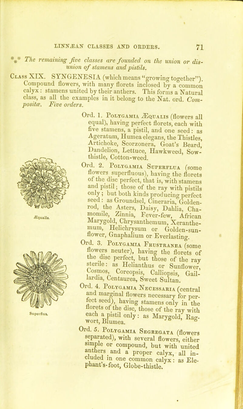 *** remaining Jive classes are founded on the union or dis- union of stamens and pistils. Class XIX. SYNGENESIA (which means “growing together”). Compound flowers, with many florets inclosed by a°common calyx: stamens united by their anthers. This forms a Natural class, as all the examples in it belong to the Nat. ord. Com- positce. Five orders. ^Equalii. Supeiflua. Ord. 1. Polygamia -ZEqualis (flowers all equal), having perfect florets, each with five stamens, a pistil, and one seed: as Ageratum, Ilumea elegans, the Thistles, Artichoke, Scorzonera, Goat’s Heard, Dandelion, Lettuce, Hawkweed, Sow- thistle, Cotton-weed. Ord. 2. Polygamia Scferflua (some flowers superfluous), having the florets of the disc perfect, that is, with stamens and pistil; those of the ray with pistils only ; but both kinds producing perfect seed : as Groundsel, Cineraria, Golden- rod, the Asters, Daisy, Dahlia, Cha- momile, Zinnia, Fever-few, African Marygold, Chrysanthemum, Xeranthe- mum, Helichrysum or Golden-sun- flower, Gnaphalium or Everlasting. Oixl. 3. Polygamia Frustranea (some flowers neuter), having the florets of the disc perfect, but those of the ray sterile: as Helianthus or Sunflower, Cosmos, Coreopsis, Calliopsis, Gail- lardia, Gentaurea, Sweet Sultan. Ord. 4. Polygamia Necessaria (central and marginal flowers necessary for per- fect seed) having stamens only in the florets of the disc, those of the ray with each a pistil only: as Marygold, Rag- wort, Blumea. ° Ord. 5. Polygamia Segregata (flowers separated), with several flowers, either simple or compound, but with united a.nt“e^s.and a proper calyx, all in- cluded in one common calyx : as Ele- phant s-foot, Globe-thistle.