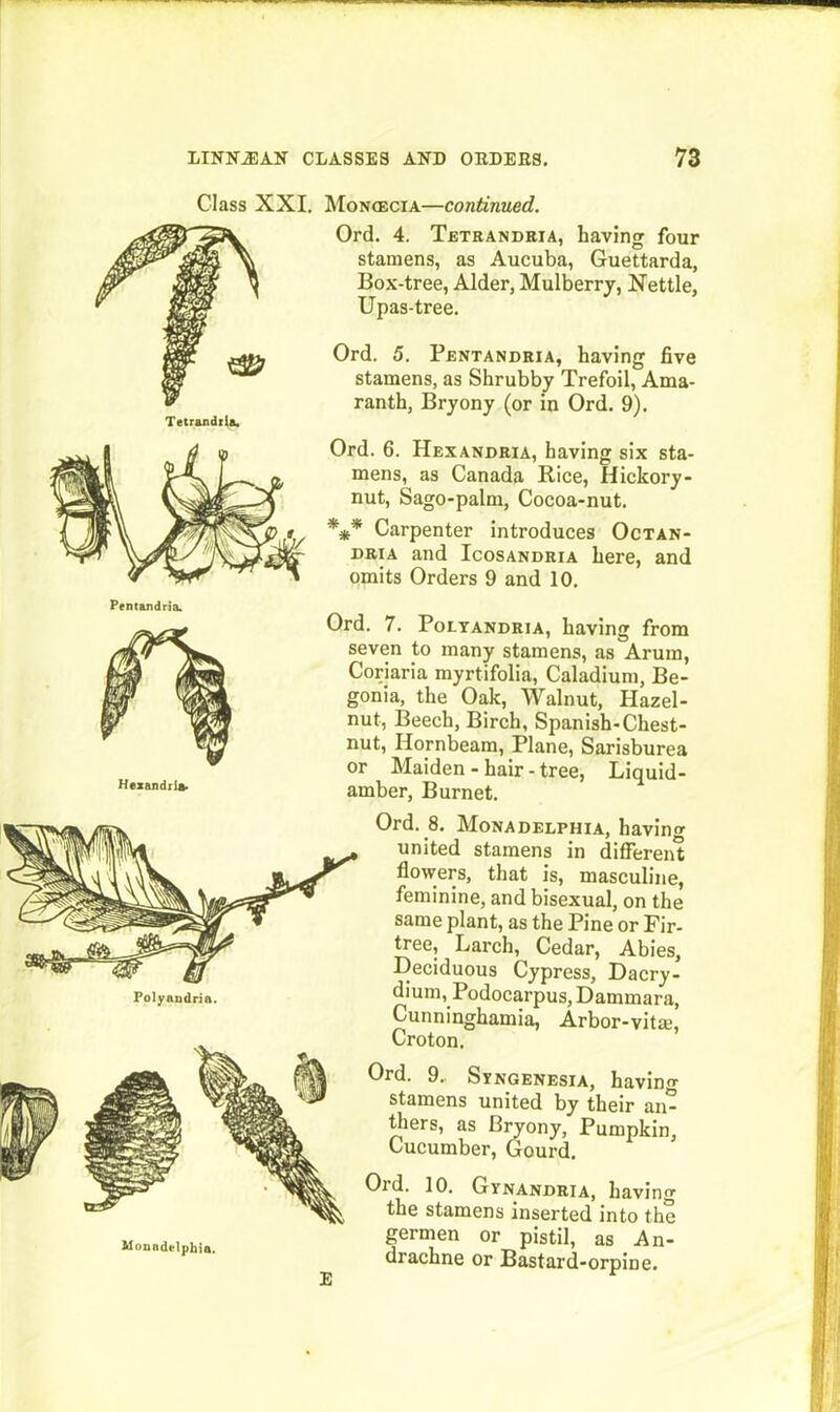 Class XXI. Mon(ecia—continued. Ord. 4. Tetrandria, having four stamens, as Aucuba, Guettarda, Box-tree, Alder, Mulberry, Nettle, Upas-tree. Ord. 5. Pentandria, having five stamens, as Shrubby Trefoil, Ama- ranth, Bryony (or in Ord. 9). Ord. 6. Hexandria, having six sta- mens, as Canada Rice, Hickory- nut, Sago-palm, Cocoa-nut. *** Carpenter introduces Octan- dria and Icosandria here, and omits Orders 9 and 10. Pentandria. Hexandria. Ord. 7. Polyandria, having from seven to many stamens, as Arum, Coriaria myrtifolia, Caladium, Be- gonia, the Oak, Walnut, Hazel- nut, Beech, Birch, Spanish-Chest- nut, Hornbeam, Plane, Sarisburea or Maiden-hair-tree, Liquid- amber, Burnet. Polyandria. Ord. 8. Monadelphia, having united stamens in different flowers, that is, masculine, feminine, and bisexual, on the same plant, as the Pine or Fir- tree, Larch, Cedar, Abies, Deciduous Cypress, Dacry- dium, Podocarpus, Dammara, Cunninghamia, Arbor-vitm, Croton. Ord. 9., Syngenesia, havino- stamens united by their an- thers, as Bryony, Pumpkin, Cucumber, Gourd. Ord. 10. Gynandria, having the stamens inserted into the germen or pistil, as An- drachne or Bastard-orpine.