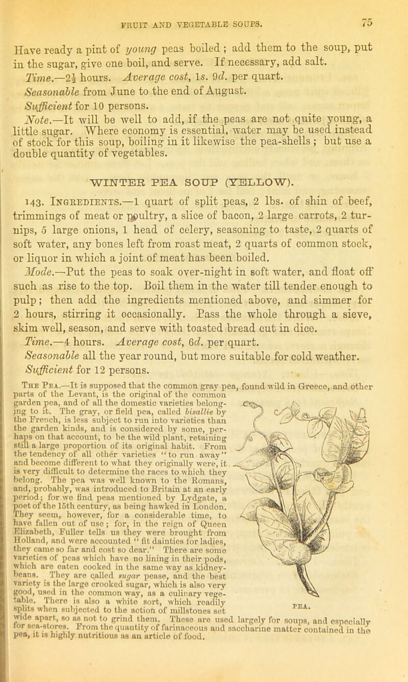 Have ready a pint of young peas boiled ; add them to the soup, put iu the sugar, give one boil, and serve. If necessary, add salt. Time—2% hours. Average cost. Is. 9d. per quart. Seasonable from June to the end of August. Sufficient for 10 persons. Note.—It will be well to add, if the peas are not quite young, a little sugar. Where economy is essential, water may be used instead of stock for this soup, boiling in it likewise the pea-shells ; but use a double quantity of vegetables. WINTER PEA SOUP (YELLOW). 143. Ingredients.—1 quart of split peas, 2 lbs. of shin of beef, trimmings of meat or poultry, a slice of bacon, 2 large carrots, 2 tur- nips, 5 large onions, 1 head of celery, seasoning to taste, 2 quarts of soft water, any bones left from roast meat, 2 quarts of common stock, or liquor in which a joint of meat has been boiled. Mode.—Put the peas to soak over-night in soft water, and float off such as rise to the top. Boil them in the water till tender enough to pulp; then add the ingredients mentioned above, and simmer for 2 hours, stirring it occasionally. Pass the whole through a sieve, skim well, season, and serve with toasted bread cut in dice. Time.—4 hours. Average cost, 6cl. per quart. Seasonable all the year round, but more suitable for cold weather. Sufficient for 12 persons. The Pea.—It is supposed that the common gray pea, found -wild in Greece, and other parts of the Levant, is the original of the common garden pea, and of all the domestic varieties belong- ing to it. The gray, or field pea, called bisallie by the French, is less subject to run into varieties than the garden kinds, and is considered by some, per- haps on that account, to he the wild plant, retaining still a large proportion of its original habit. From the tendency of all other varieties “to run away” and become different to what they originally were, it is very difficult to determine the races to which they belong. The pea was well known to the Romans, and, probably, was introduced to Britain at an early period; for we find peas mentioned by Lydgate, a poet of the 15th century, as being hawked in London. They seem, however, for a considerable time, to have fallen out of use; for, in the reign of Queen Elizabeth, Fuller tells us they were brought from Holland, and were accounted “ fit dainties for ladies, they came so far and cost so dear.” There are some varieties of peas which have no lining in their pods, which are eaten cooked in the same way as kidney- beans. They are galled sugar pease, and the best variety is the large crooked sugar, which is also very good, used in the common way, as a culinary vege- table. There is also a white sort, which readily splits when subjected to the action of millstones set wide apart, so as not to grind them. These are used largely for soups, and especially lor sca-stores I< rom the quantity of farinaceous and saccharine matter contained in tho pea, it is highly nutritious as an article of food.