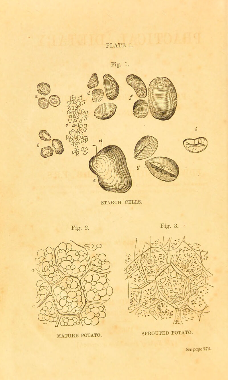 PLATE I. Fig. 1. STARCH CELLS. See page 274.