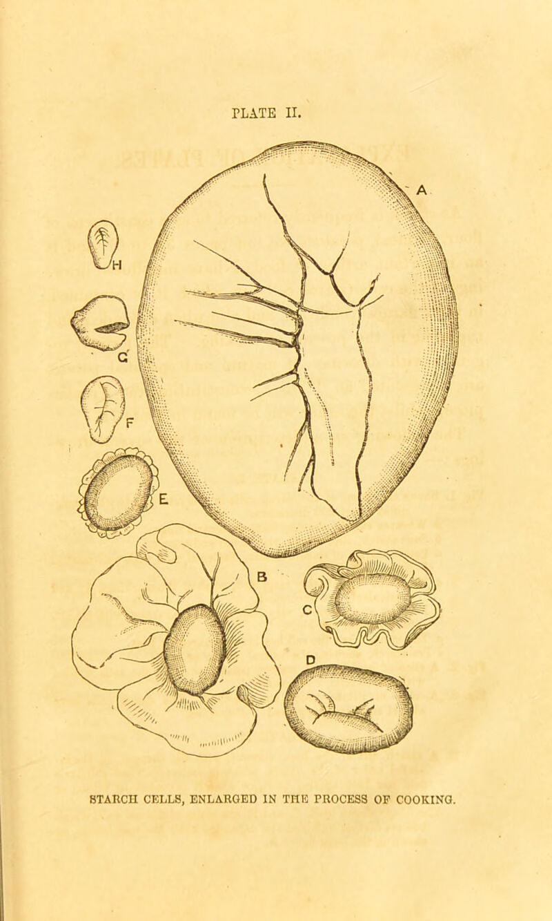 PLATE II, STARCH CELLS, ENLARGED IN THE PROCESS OF COOKING,