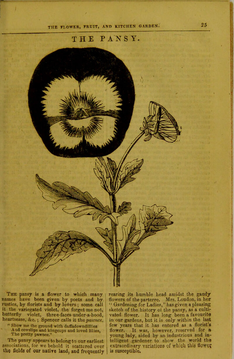 THE PANSY. The pansy is a flower to which many j names have been given by poets and by i rostics, by florists and by loiters; some call it the variegated violet, the forget me not, butterfly violet, three-faces-undcr-a-hood, hp.artsease, &c.; Spencer calls it pawnee.  Show me the ground with daffadowndillies And cowslips and kingcups and loved lilies, The pretty pawnee.” The pansy appears to belong to our earliest associations, tor we behold it scattered over the fields of our natiye land, and frequently rearing its humble head amidst the gaudy flowers of the parterre. Mrs. Loudon, in her “ Gardening for Ladies,hasgiven a pleasing sketch of the history of the pansy, as a cultL- vated flower. It has long been a favourite in our gardens, but it is only within the last few years that it has entered as a florist's flower. It was, however, reserved for_ a young lady, aided by an industrious and in- telligent gardener to show the world the extraordinary variations of which this flowClT is susceptible.