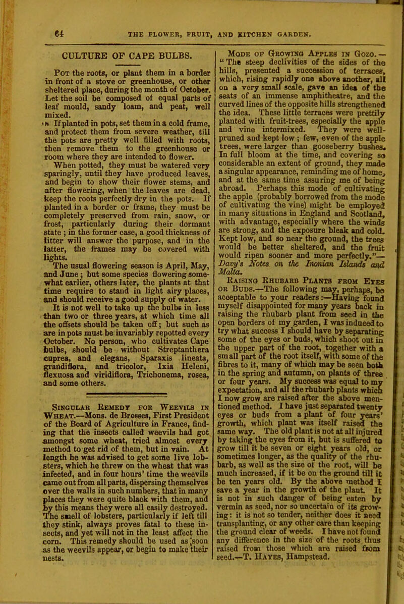 CULTURE OF CAPE BULBS. Pot the roots, or plant them in a border in front of a stove or greenhouse, or other sheltered place, during the month of October. Let the soil be composed of equal parts of leaf mould, sandy loam, and peat, well mixed. • h If planted in pots, set them in a cold frame, and protect them from severe weather, till the pots are pretty well filled with roots, then remove them to the greenhouse or room where they are intended to flower. When potted, they must be watered very sparingly, until they have produced leaves, and begin to show their flower stems, and after flowering, when the leaves are dead, keep the roots perfectly dry in the pots. If planted in a border or frame, they must be completely preserved from rain, snow, or frost, particularly during their dormant state; in the former case, a good thickness of litter will answer the purpose, and in the latter, the frames may be covered with lights. The usual flowering season is April, May, and June; but some species flowering some- what earlier, others later, the plants at that time require to stand in light airy places, and should receive a good supply of water. It is not well to take up the bulbs in less than two or three years, at which time all the oflsets should be taken off; but such as are in pots must be invariably repotted every October. No person, who cultivates Cape bulbs, should be without Streptanthera cuprea, and elegans, Sparaxis lineata, grandiflora, and tricolor, Ixia Heleni, flexuosa and viridiflora, Trichonema, rosea, and some others. SnJGDLAB REUEDT FOR WEEVILS IN Wheat.—Mons. de Drosses, First President of the Board of Agriculture in France, find- ing that the insects called weevils had got amongst some wheat, tried almost every method to get rid of them, but in vain. At length he was advised to get some live lob> sters, which he threw on the wheat that was infected, and in four hours' time the weevils came out from all parts, dispersing themselves over the walls in such numbers, that in many laces they were quite black with them, and y this means they were all easily destroyed. Tlie saoell of lobsters, particularly if left till they stink, always proves fatal to these in- sects, and yet will not in the least affect the corn. This remedy should be used as [soon as the weevils appear, or begin to make their nests. Mode op Growing Apples in Gozo. — “ The steep declivities of the sides of the hills, presented a succession of terraces, which, rising rapidly one above another, all on a very small scale, gave an idea of the seats of an immense amphitheatre, imd the curved lines of the opposite hills strengthened the idea. These little terraces were prettily planted with fruit-trees, especially the apple and vine intermixed. They were well- pruned and kept low; few, even of the apple trees, were larger than gooseberry bu^ea. In full bloom at the time, and covering so considerable an extent of ground, they made a singular appearance, reminding me of home^ and at the same time assuring me of being abroad. Perhaps this mode of cultivating the apple (probably borrowed from the mode of cultivating the vine) might be employed in many situations in England and Scotland, with advantage, especially where the winds are strong, and the exposure bleak and cold. Kept low, and so near the ground, the trees would be better sheltered, and the fruit would ripen sooner and more perfectly.— Davy’s jTofes on tho Inonian Islands and Malta, Raising Rhubarb Plants from Eyes OR Buds.—The following may^ perhaps, ba acceptable to your readers:—Having found myself disappointed for many years back in raising the rhubarb plant from seed in the open borders of my garden, I was induced to try what success I should have by separating some of the eyes or buds, which shoot out in the upper part of the root, together with a small part of the root itself, with some of the fibres to it, many of which may be seen both in the spring and autumn, on plants of three or four years. My success was equal to my expectation, and all the rhubarb plants whicn I now grow are raised after the above men- tioned method. I have just separated twenty eyes or buds from a plant of four years’ growth, which plant was itself raised the same way. The old plant is not at all injured by taking the eyes from it, but is suffered to grow till it be seven or eight years old, or sometimes longer, as the quality of the rhu- barb, as well as the site ot the root, will be much increased, if it be on the ground till it be ten years old. By the above method I save a year in the growth of the plant. It is not in such danger of being eaten by vermin as seed, nor so uncertain of its grow- ing : it is not so tender, neither does it need transplanting, or any other care than keeping the ground clear of weeds. I have not found any difference in the size of the roots thus raised from those which are raised from seed.—T. Haves, Hampstead.
