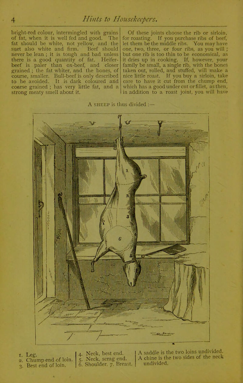 bright-red colour, intermingled with grains of fat, when it is well fed and good. The fat should be white, not yellow, and the suet also white and firm. Beef should never be lean ; it is tough and bad unless there is a good quantity of fat. Heifer- beef is paler than ox-beef, and closer grained ; the fat whiter, and the bones, of course, smaller. Bull-beef is only described to be avoided. It is dark coloured and coarse grained ; has very little fat, and a strong meaty smell about it. Of these joints choose the rib or sirloin, for roasting. If you purchase ribs of beef, let them be the middle ribs. You may have one, two, three, or four ribs, as you will ; but one rib is too thin to be economical, as it dries up in cooking. If, however, your family be small, a single rib, with the bones taken out, rolled, and stuffed, will make a nice little roast. If you buy a sirloin, take care to have it cut from the chump end, which has a good under cut or fillet, as then, in addition to a roast joint, you will have A SHEEP is thus divided :— 1. Leg. 2. Chump end of loin. 3. Best end of loin. 4. Neck, best end. 5. Neck, scrag end. 6. Shoulder. 7. Breast. A saddle is the two loins undivided. A chine is the two sides of the neck undivided.