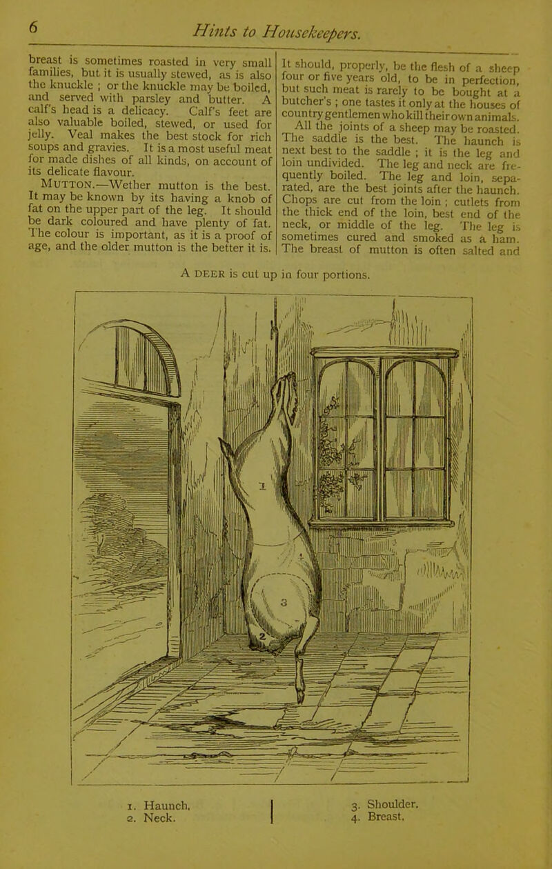 breast is sometimes roasted in very small families, but it is usually stewed, as is also the knuckle ; or the knuckle may be boiled, and served with parsley and butter. A calf s head is a delicacy. Calf's feet are also valuable boiled, stewed, or used for jelly. Veal makes the best stock for rich soups and gravies. It is a most useful meat for made dishes of all kinds, on account of its delicate flavour. Mutton.—Wether mutton is the best. It may be known by its having a knob of fat on the upper part of the leg. It should be dark coloured and have plenty of fat. The colour is important, as it is a proof of age, and the older mutton is the better it is. It should, properly, be the flesh of a shec-p four or five years old, to be in perfection, but such meat is rarely to be bought at a butcher s ; one tastes it only at the houses of countrygentlemenwhokilltheirown animals. All the joints of a sheep may be roasted. The saddle is the best. The haunch is next best to the saddle ; it is the leg and loin undivided. The leg and neck are fre- quently boiled. The leg and loin, sepa- rated, are the best joints after the haunch. Chops are cut from the loin ; cutlets from the thick end of the loin, best end of the neck, or middle of the leg. The leg is sometimes cured and smoked as a ham. The breast of mutton is often salted and A deer is cut up in four portions. i. Haunch, a. Neck. 3. Shoulder. 4. Breast.