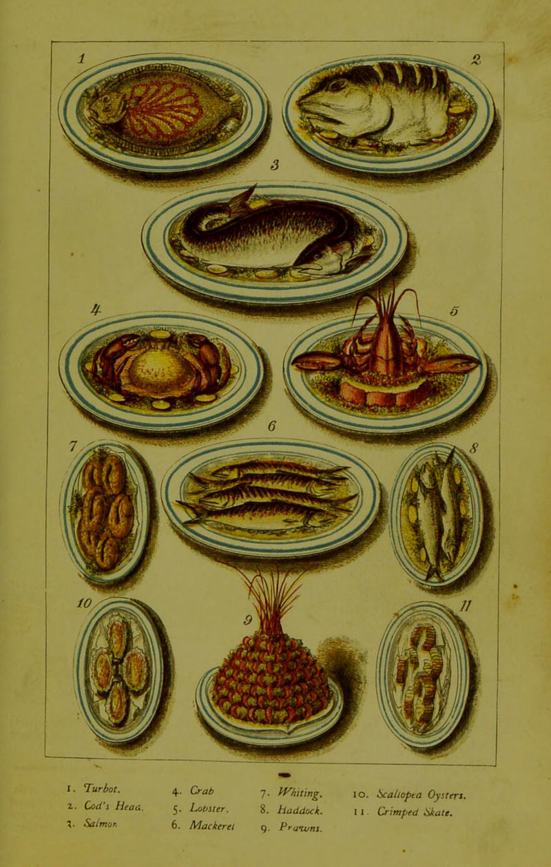 X. Turbot. 4. Crab 7- 2. Cod's Heaa. 5. Lobster. 8. 2. Salmor. 6. Mackerel 9- Whiting, io. Scailopta Oysters, haddock. i i Crimped Skate. P'aivns.