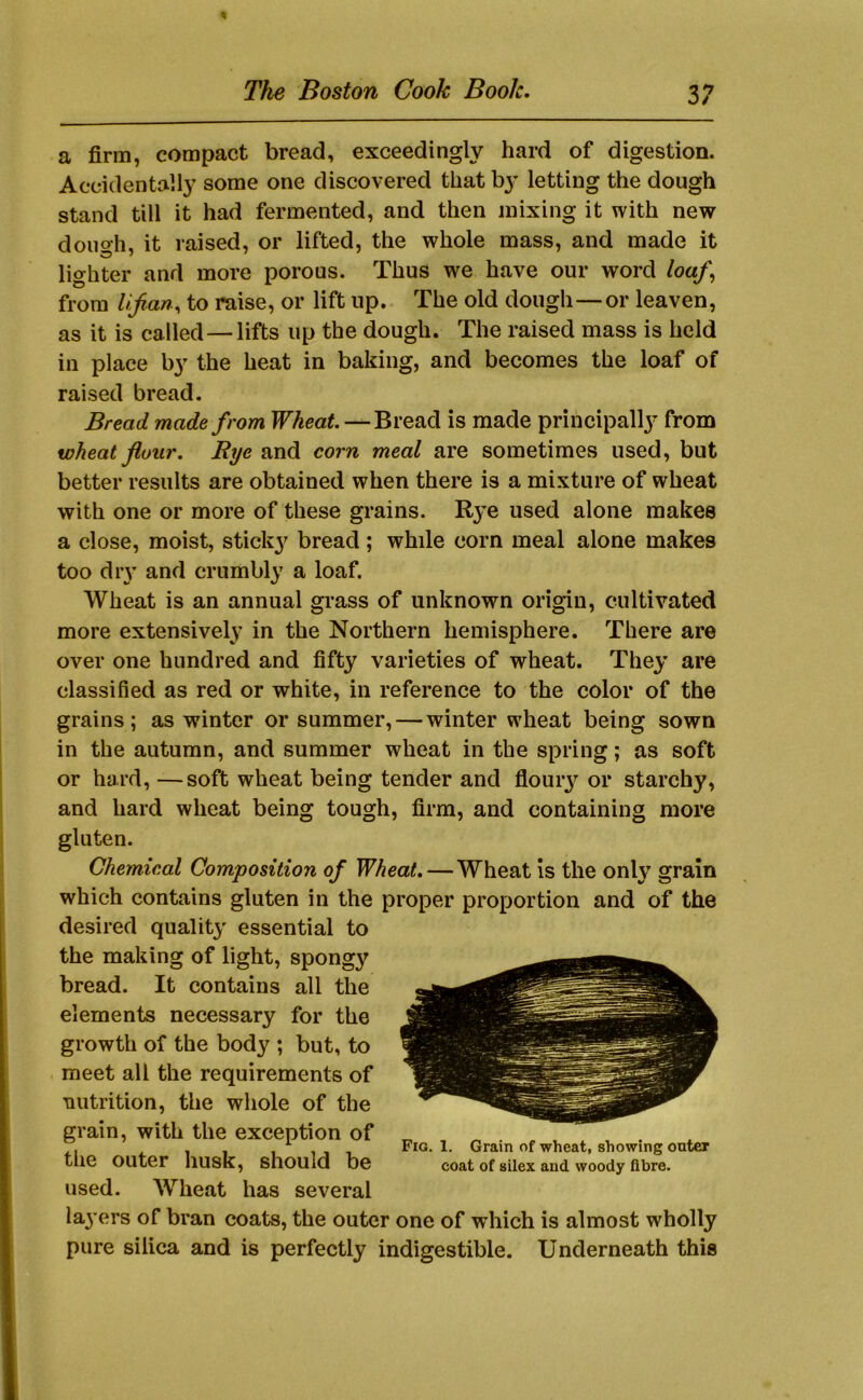 a firm, compact bread, exceedingly hard of digestion. Accidentally some one discovered that hy letting the dough stand till it had fermented, and then mixing it with new dough, it raised, or lifted, the whole mass, and made it lighter and more porous. Thus we have our word loaf, from Ufian, to raise, or lift up. The old dough—or leaven, as it is called—lifts up the dough. The raised mass is held in place by the heat in baking, and becomes the loaf of raised bread. Bread made from — Bread is made principally from wheat flour. Rye and corn meal are sometimes used, but better results are obtained when there is a mixture of wheat with one or more of these grains. Rye used alone makes a close, moist, stick^^ bread; while corn meal alone makes too diy and crumbly a loaf. Wheat is an annual gi’ass of unknown origin, cultivated more extensively in the Northern hemisphere. There are over one hundred and fifty varieties of wheat. They are classified as red or white, in reference to the color of the grains; as winter or summer,—winter wheat being sown in the autumn, and summer wheat in the spring; as soft or hard, —soft wheat being tender and flouiy or starchy, and hard wheat being tough, firm, and containing more gluten. Chemical Composition of Wheat.—Wheat is the only grain which contains gluten in the proper proportion and of the desired quality essential to the making of light, spongy bread. It contains all the elements necessary for the growth of the body ; but, to meet all the requirements of nutrition, the whole of the grain, with the exception of the outer husk, should be used. AVheat has several layers of bran coats, the outer one of which is almost wholly pure silica and is perfectly indigestible. Underneath this Fig. 1. Grain of wheat, showing enter coat of silex and woody fibre.