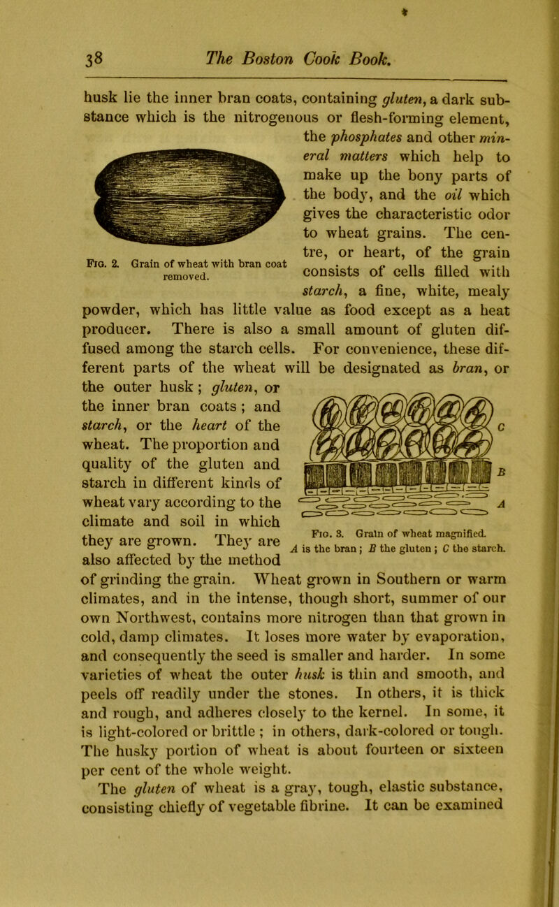 t 38 The Boston Cook Book, Fio. 2. Grain of wheat with bran coat removed. husk lie the inner bran coats, containing gluten, a dark sub- stance which is the nitrogenous or flesh-forming element, the phosphates and other min- eral matters which help to make up the bony parts of the bod}^ and the oil which gives the characteristic odor to wheat grains. The cen- tre, or heart, of the grain consists of cells filled with starch, a fine, white, mealy powder, which has little value as food except as a heat producer. There is also a small amount of gluten dif- fused among the starch cells. For convenience, these dif- ferent parts of the wheat will be designated as bran, or the outer husk; gluten, or the inner bran coats; and starch, or the heart of the wheat. The proportion and quality of the gluten and starch in different kinds of wheat vary according to the climate and soil in which they are grown. They are also affected hy the method of grinding the grain. Wheat grown in Southern or warm climates, and in the intense, though short, summer of our own Northwest, contains more nitrogen than that grown in cold, damp climates. It loses more water by evaporation, and consequently the seed is smaller and harder. In some varieties of wheat the outer husk is thin and smooth, and peels off readil}'’ under the stones. In others, it is thick and rough, and adheres closely to the kernel. In some, it is light-colored or brittle ; in others, dark-colored or tough. The husk}^ portion of wheat is about fourteen or sixteen per cent of the whole weight. The gluten of wheat is a gra,y, tough, elastic substance, consisting chiefly of vegetable fibriue. It can be examined Fio. 3. Grain of wheat magnified, A is the bran; B the gluten ; C the starch.