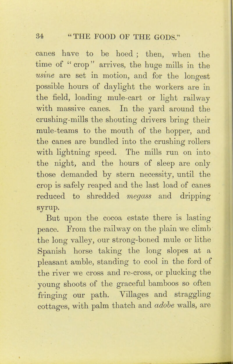 canes have to be hoed ; then, when the time of “ crop ” arrives, the huge mills in the usine are set in motion, and for the longest possible hours of daylight the workers are in the field, loading mule-cart or light railway with massive canes. In the yard around the crushing-mills the shouting drivers bring their mule-teams to the mouth of the hopper, and the canes are bundled into the crushing rollers with lightning speed. The mills run on into the night, and the hours of sleep are only those demanded by stern necessity, until the crop is safely reaped and the last load of canes reduced to shredded megass and dripping syrup. But upon the cocoa estate there is lasting peace. From the railway on the plain we climb the long valley, our strong-boned mule or lithe Spanish horse taking the long slopes at a pleasant amble, standing to cool in the ford of the river we cross and re-cross, or plucking the young shoots of the graceful bamboos so often fringing our path. Villages and straggling cottages, with palm thatch and adobe walls, are