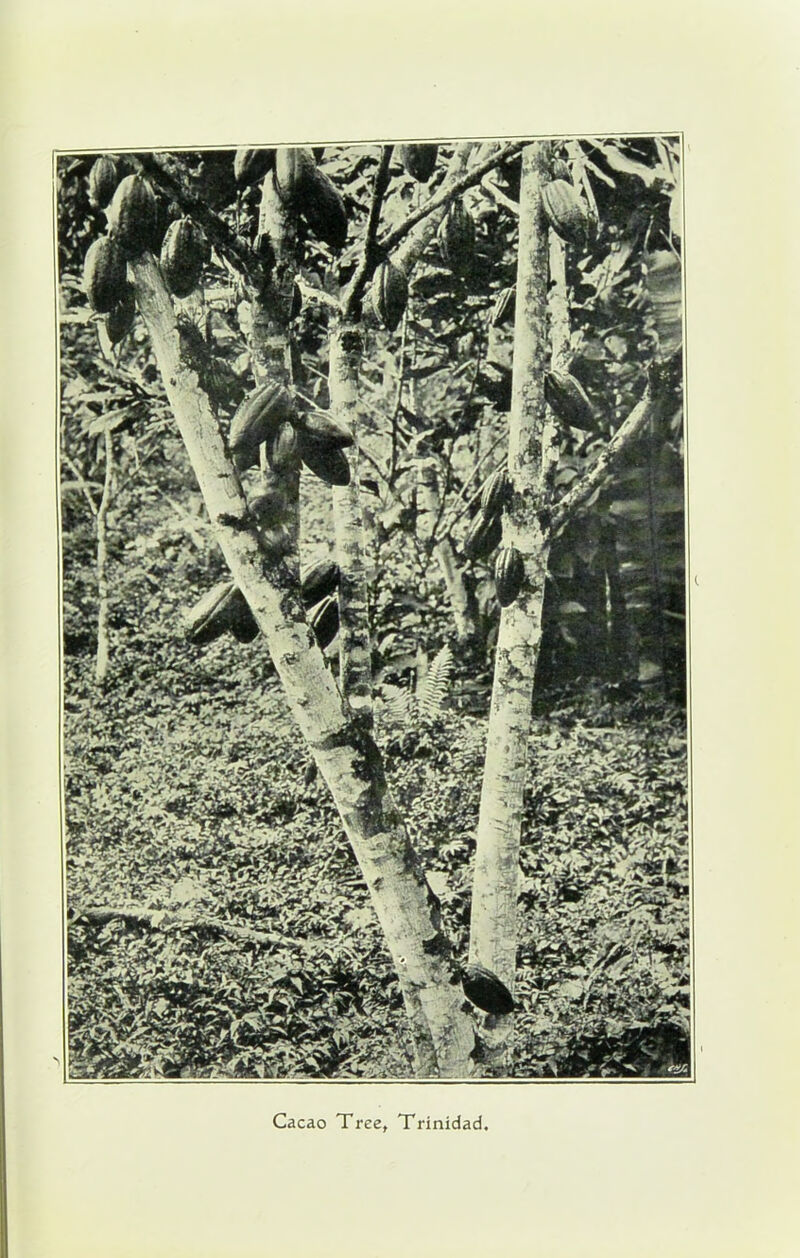 Cacao Tree, Trinidad.